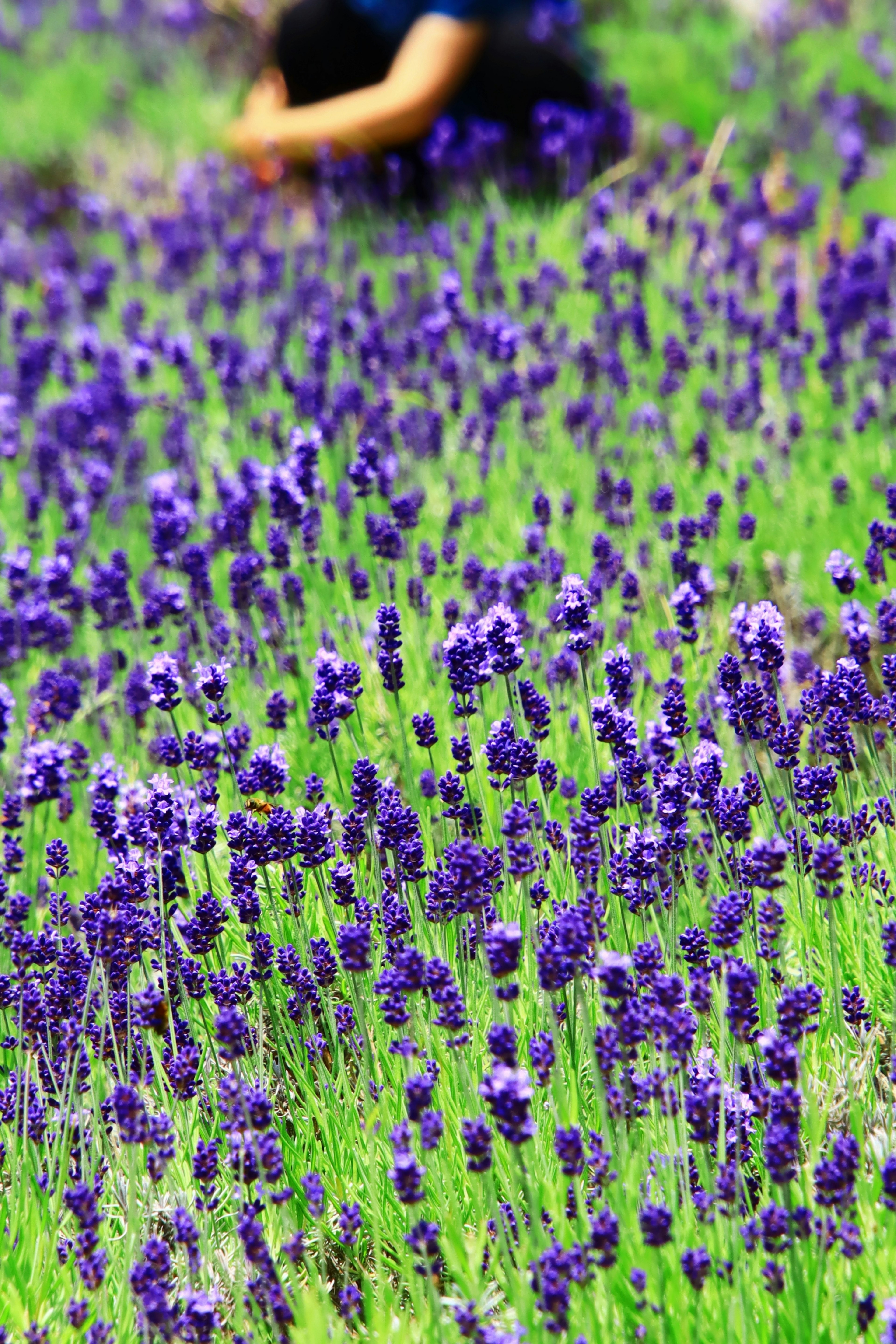 Persona trabajando en un campo de flores de lavanda moradas