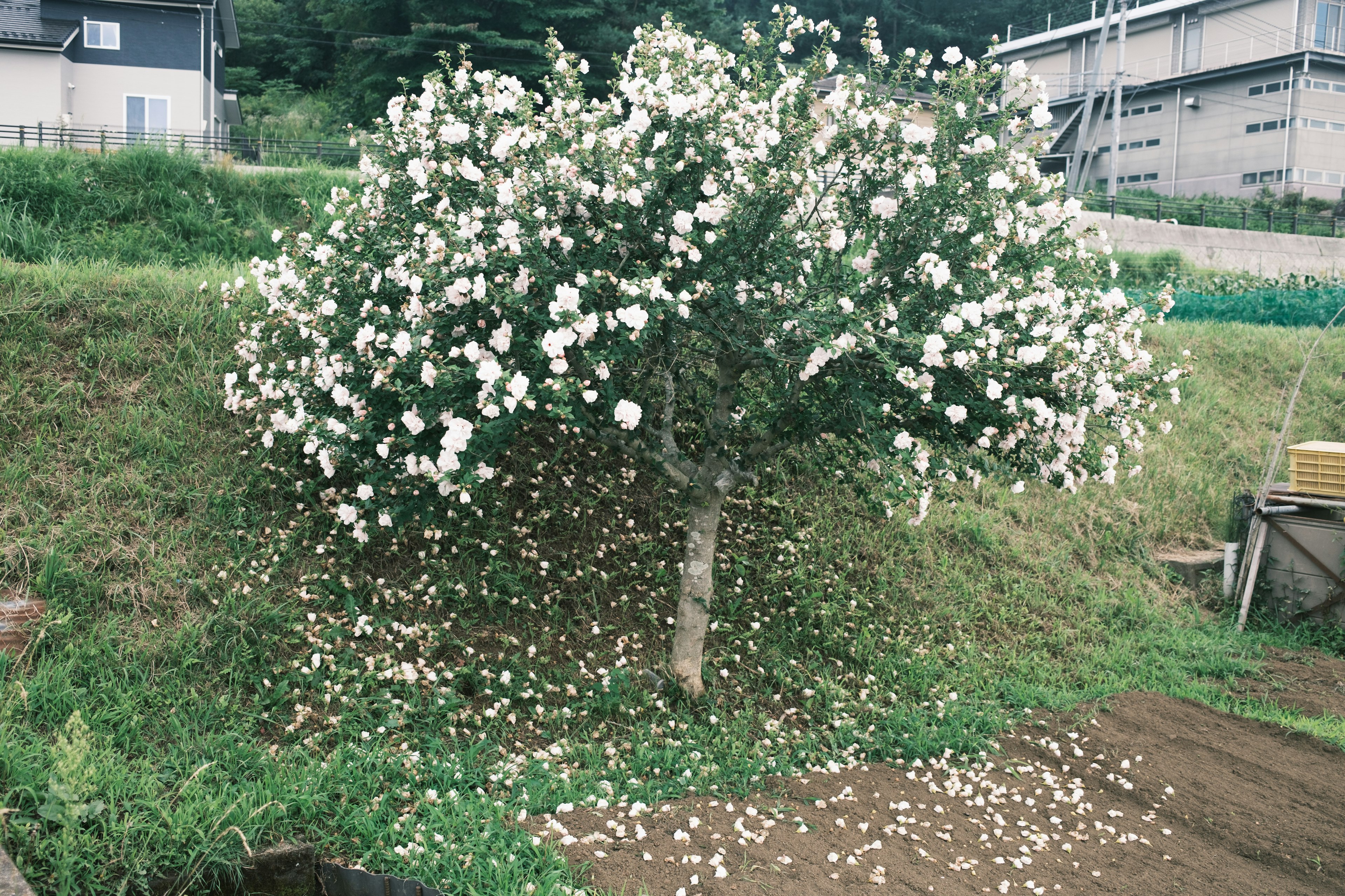 树上开满白色花朵，地面上有散落的花瓣