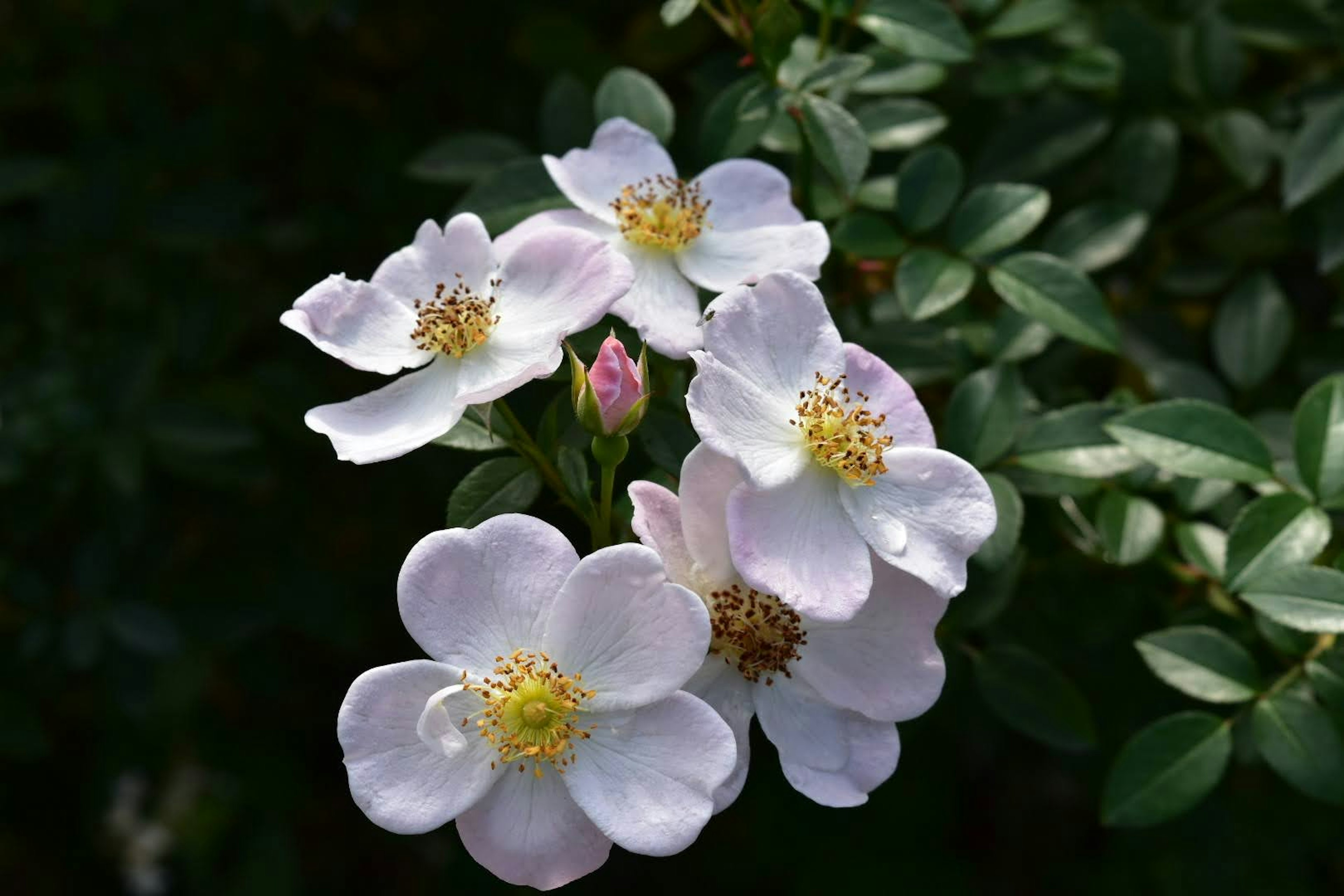 Delicate pale purple flowers with green leaves