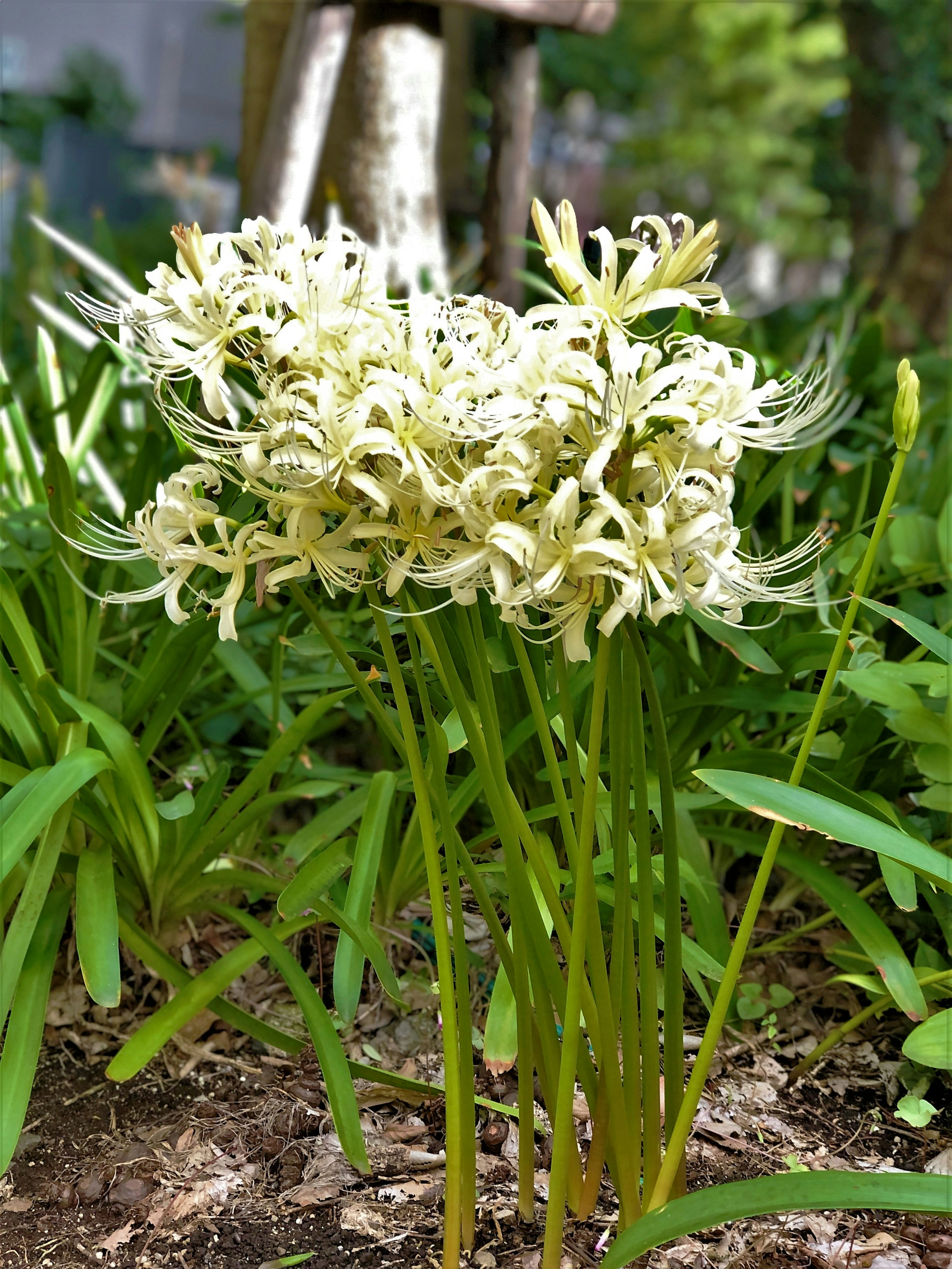 Cluster von weißen Blumen mit langen Blütenblättern umgeben von grünem Laub