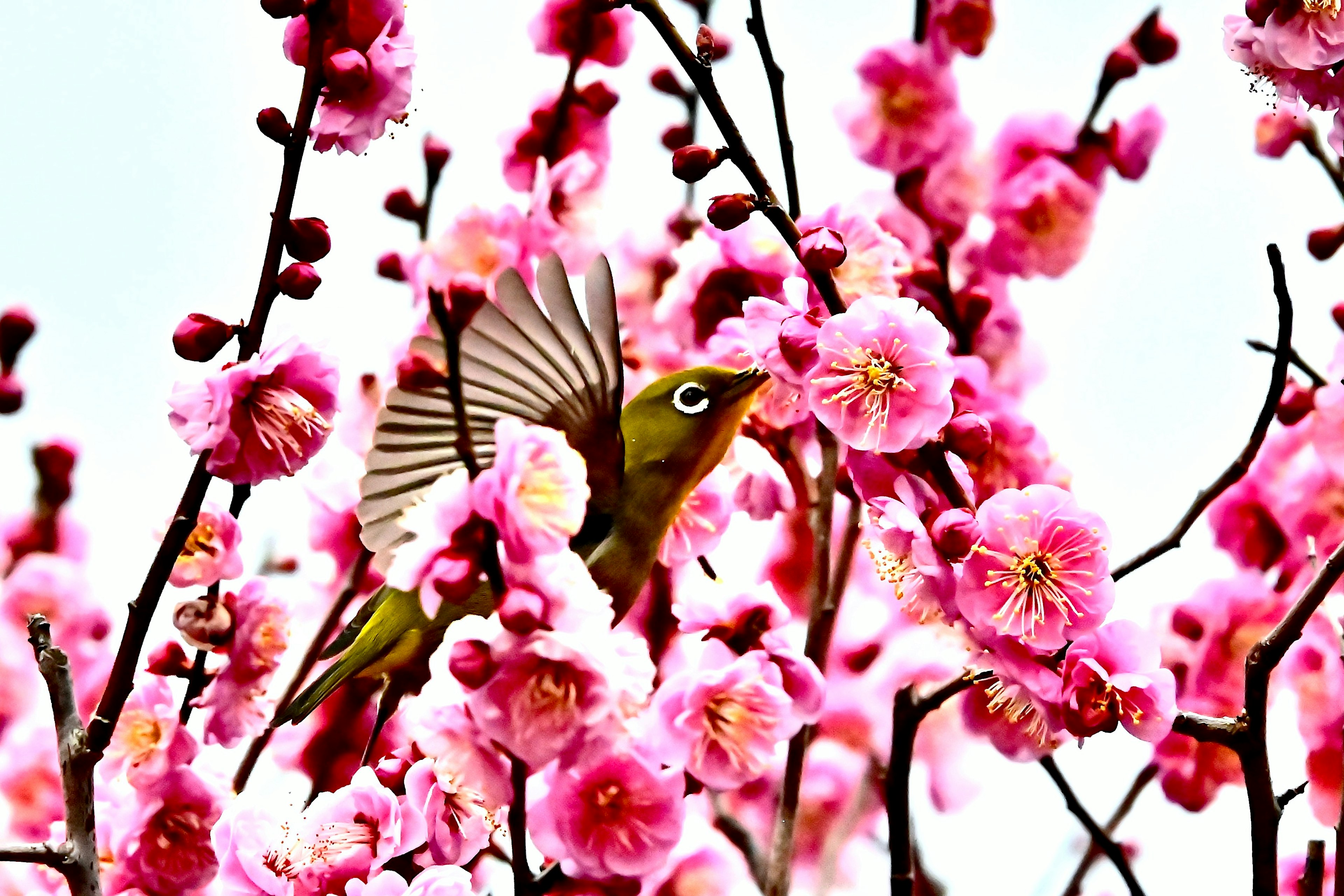 Seekor burung kecil di antara bunga sakura pink