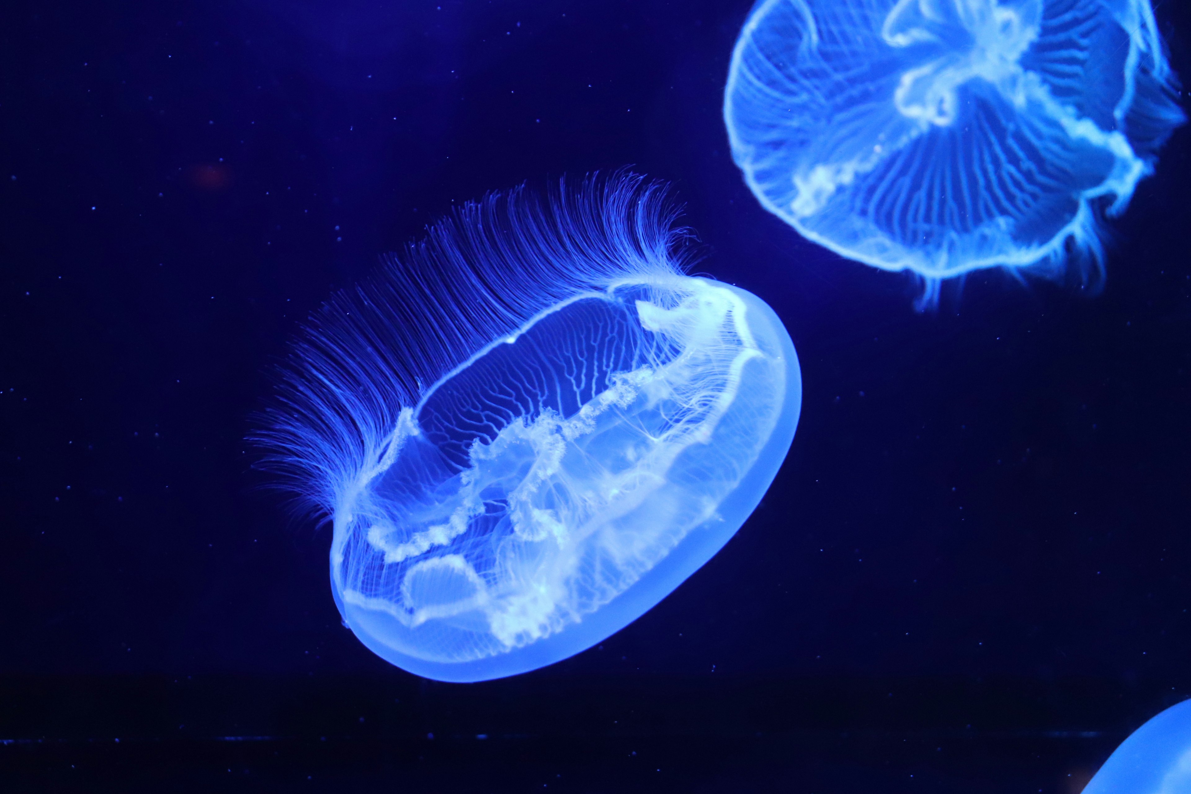 A beautiful image of a blue jellyfish swimming in water