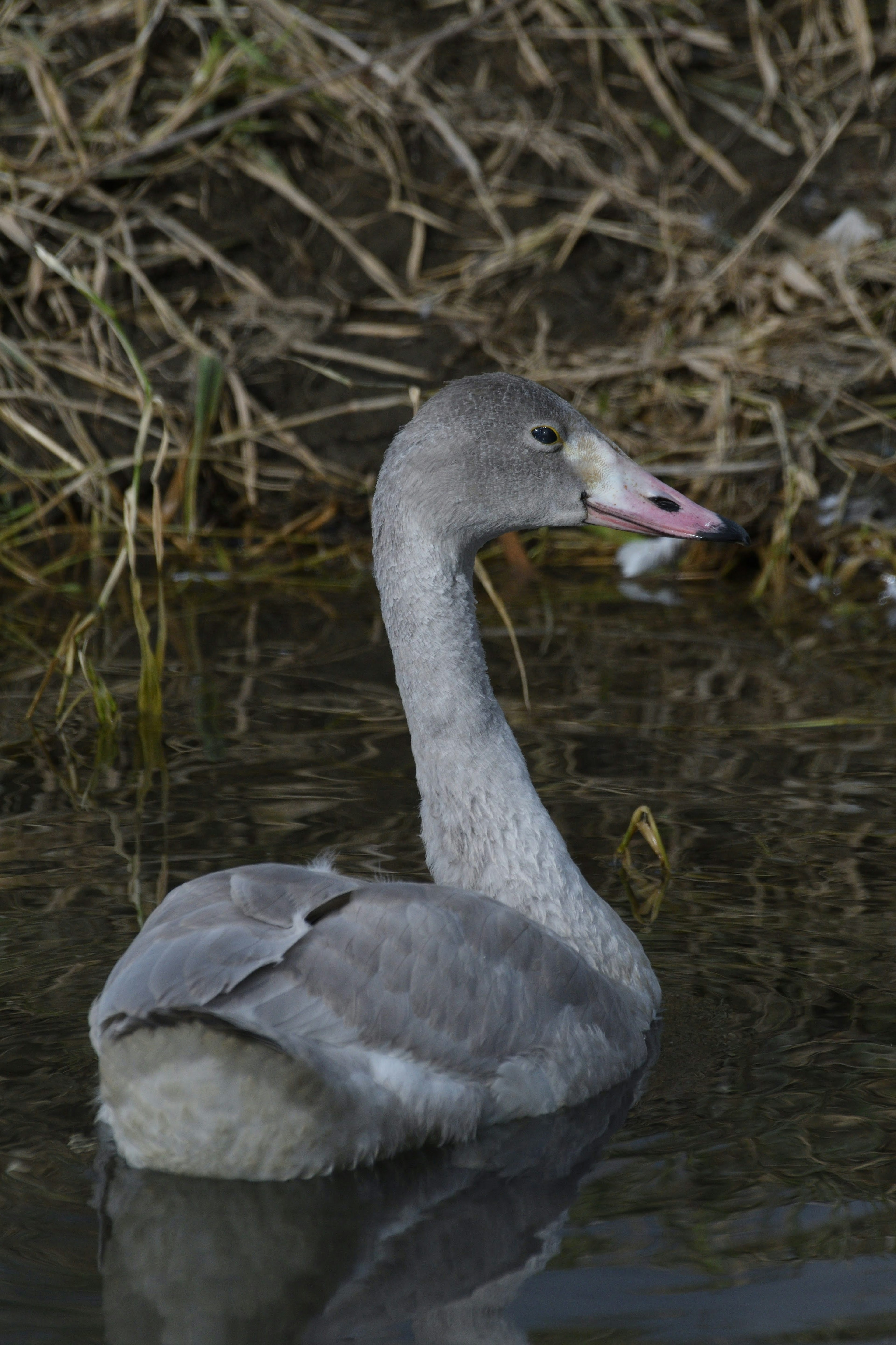 Joven cisne gris nadando en el agua