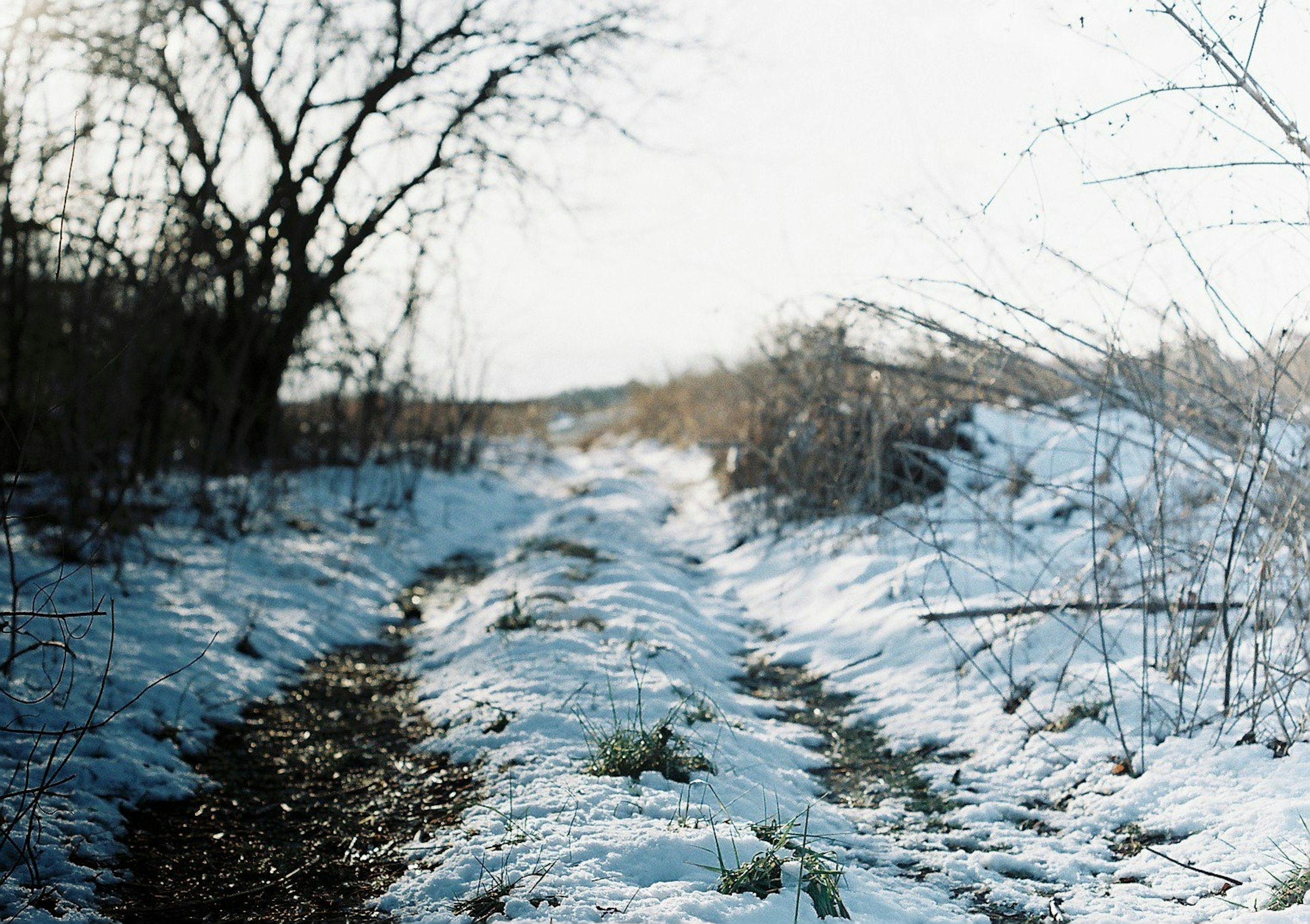 Sendero cubierto de nieve con árboles de invierno al fondo