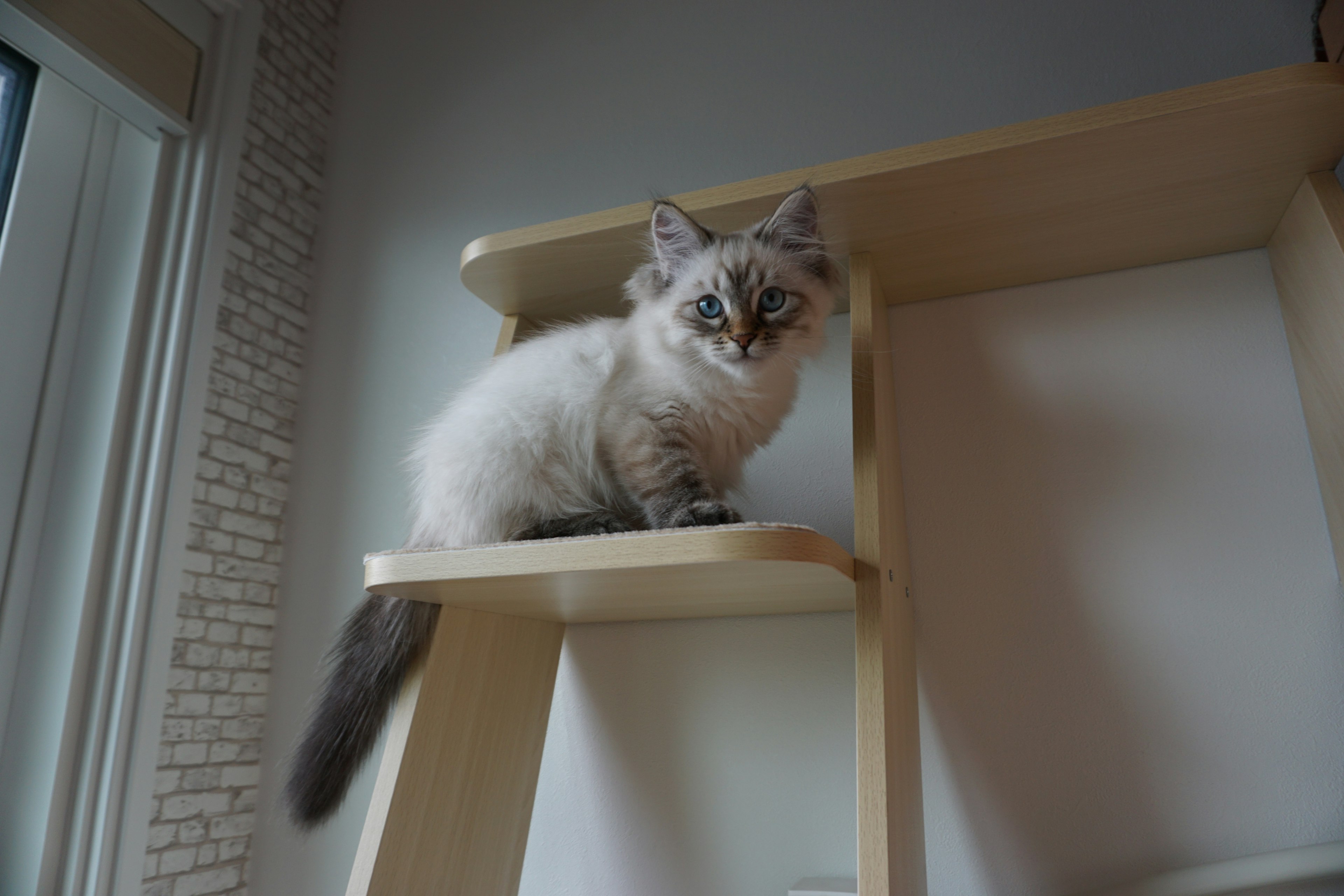 Un chaton blanc et duveteux assis sur une étagère en bois