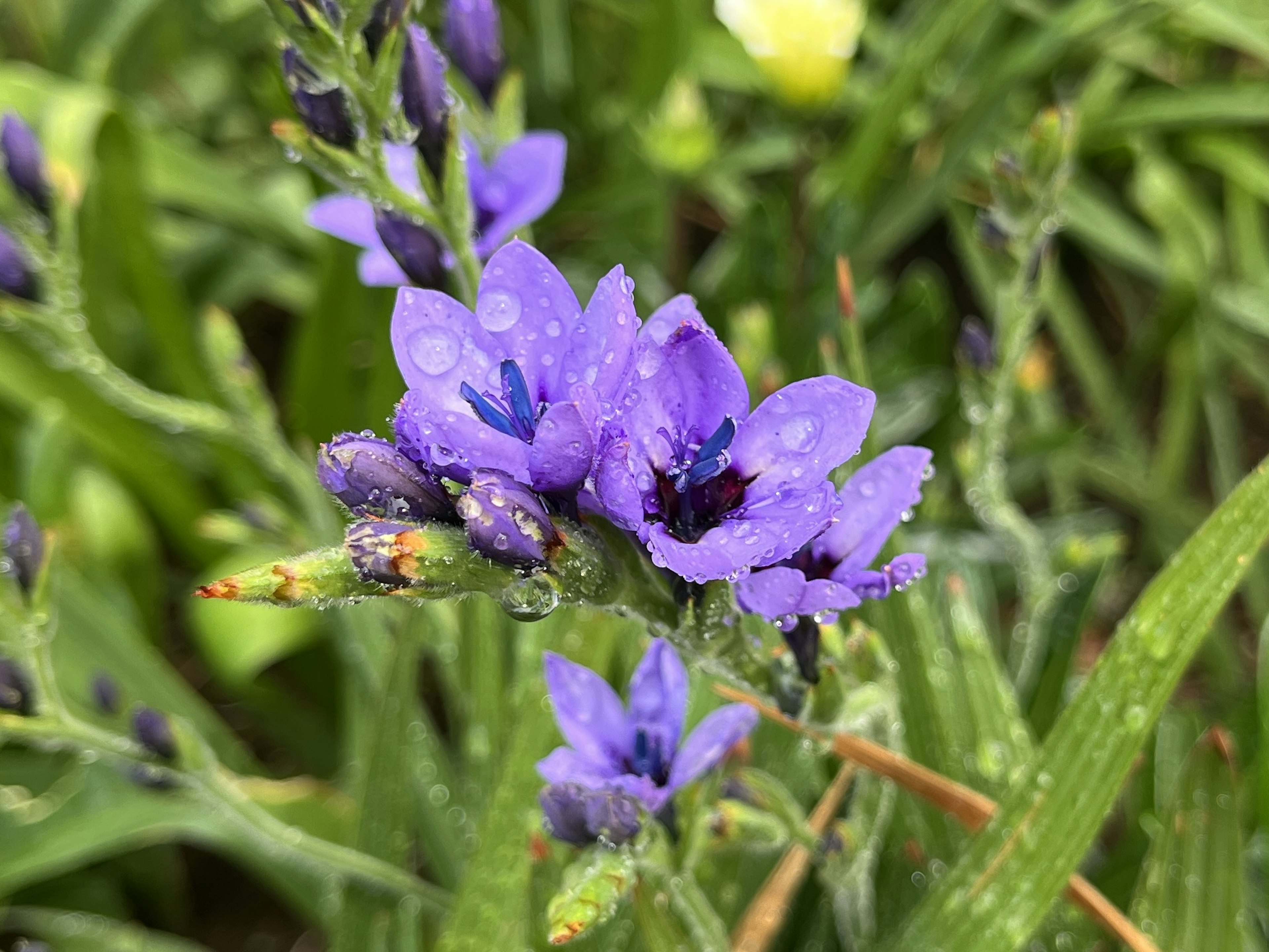 Lila Blumen blühen zwischen grünen Blättern mit Regentropfen