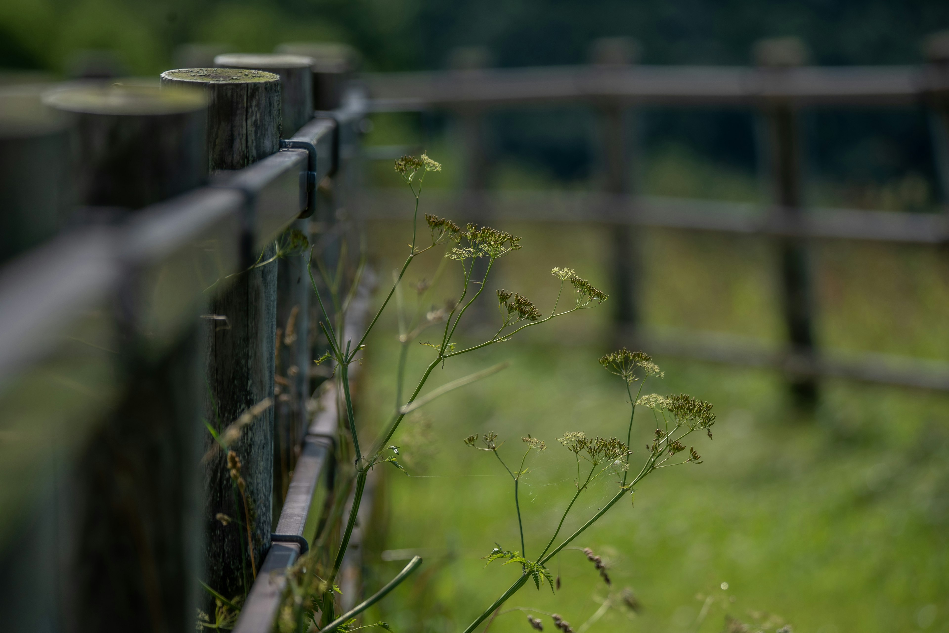 木製のフェンスと草のある緑の風景