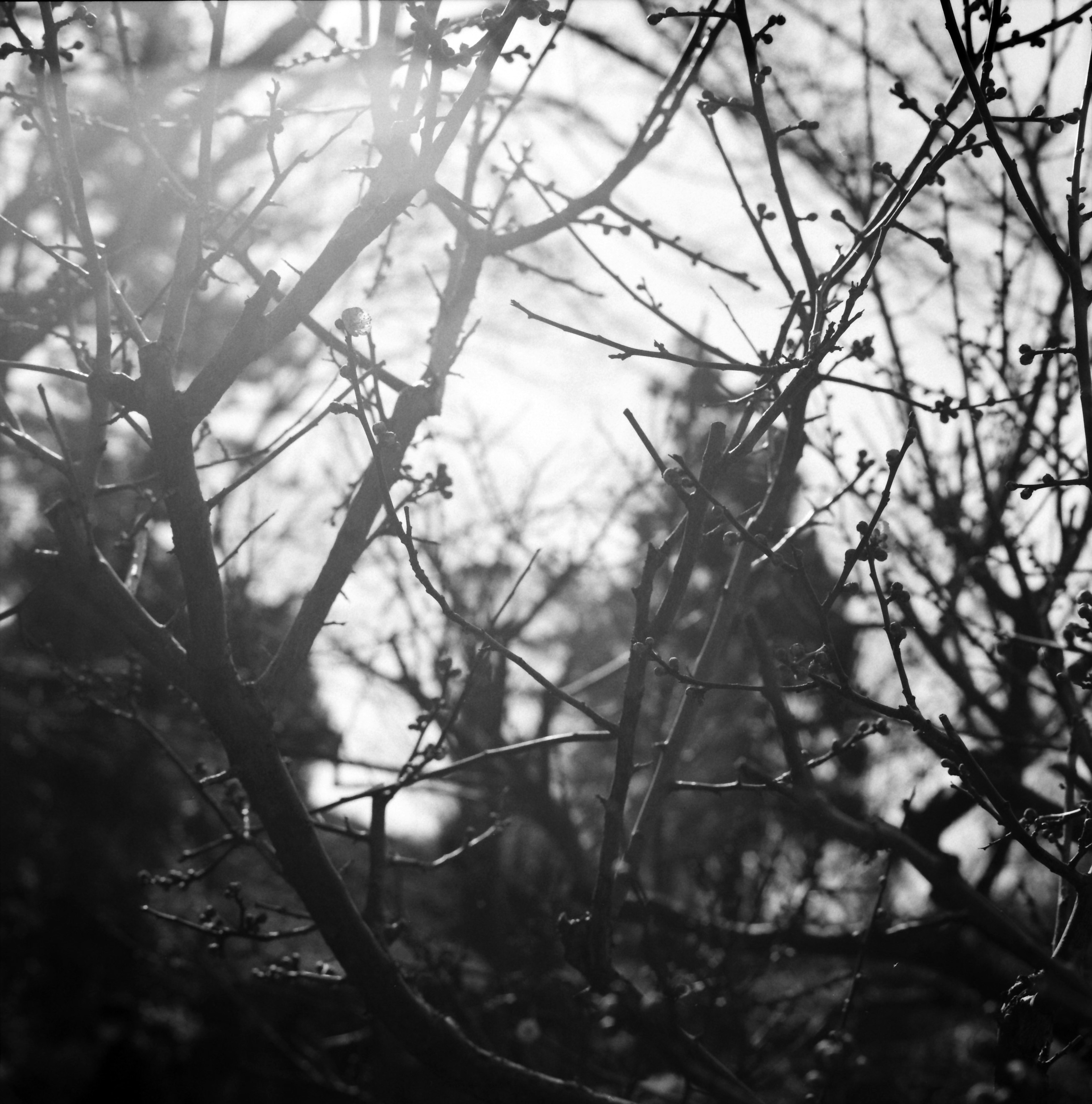 Imagen en blanco y negro de ramas de árboles entrelazadas con luz brillando