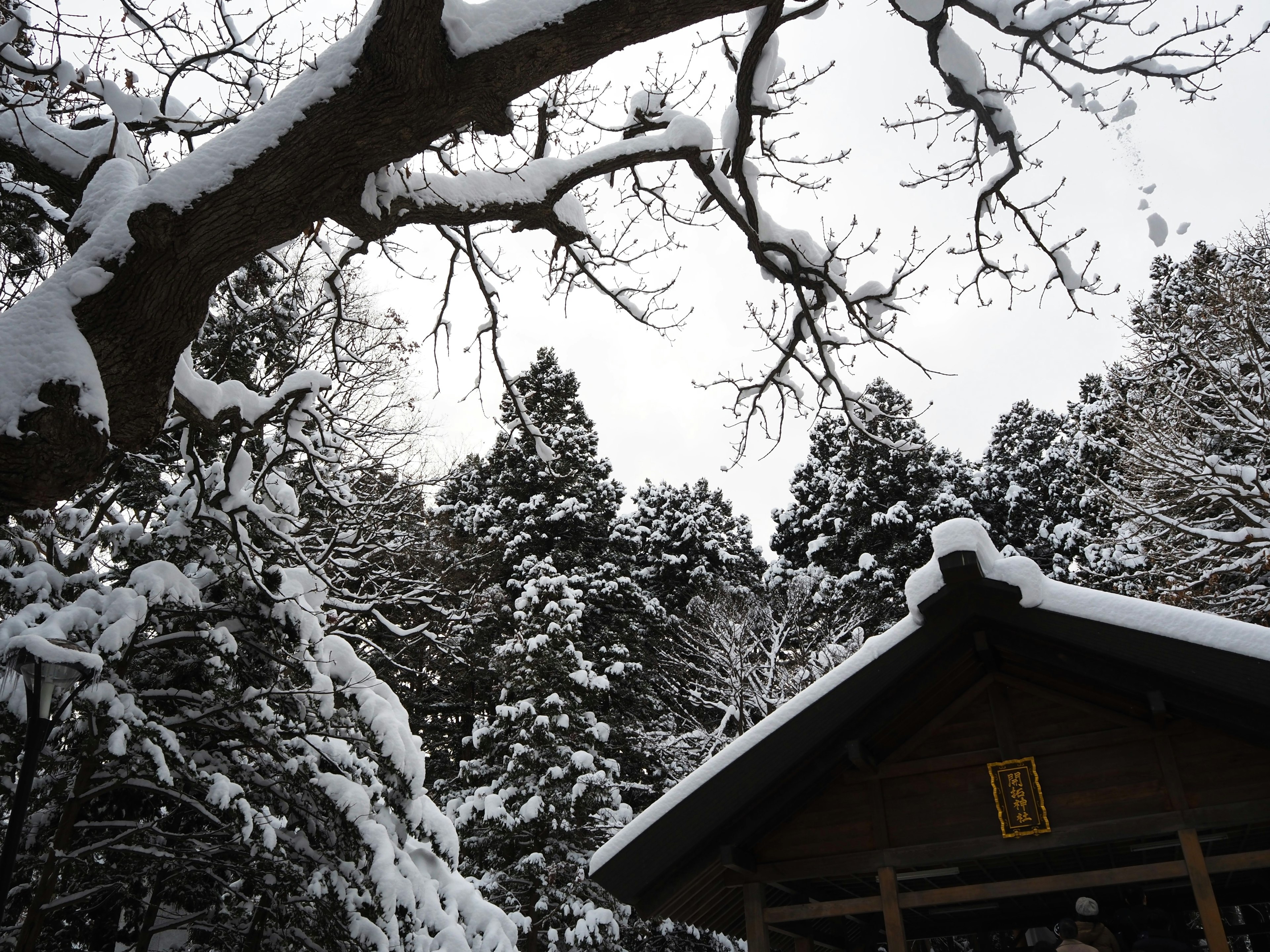 Winter scene with snow-covered trees and a roof