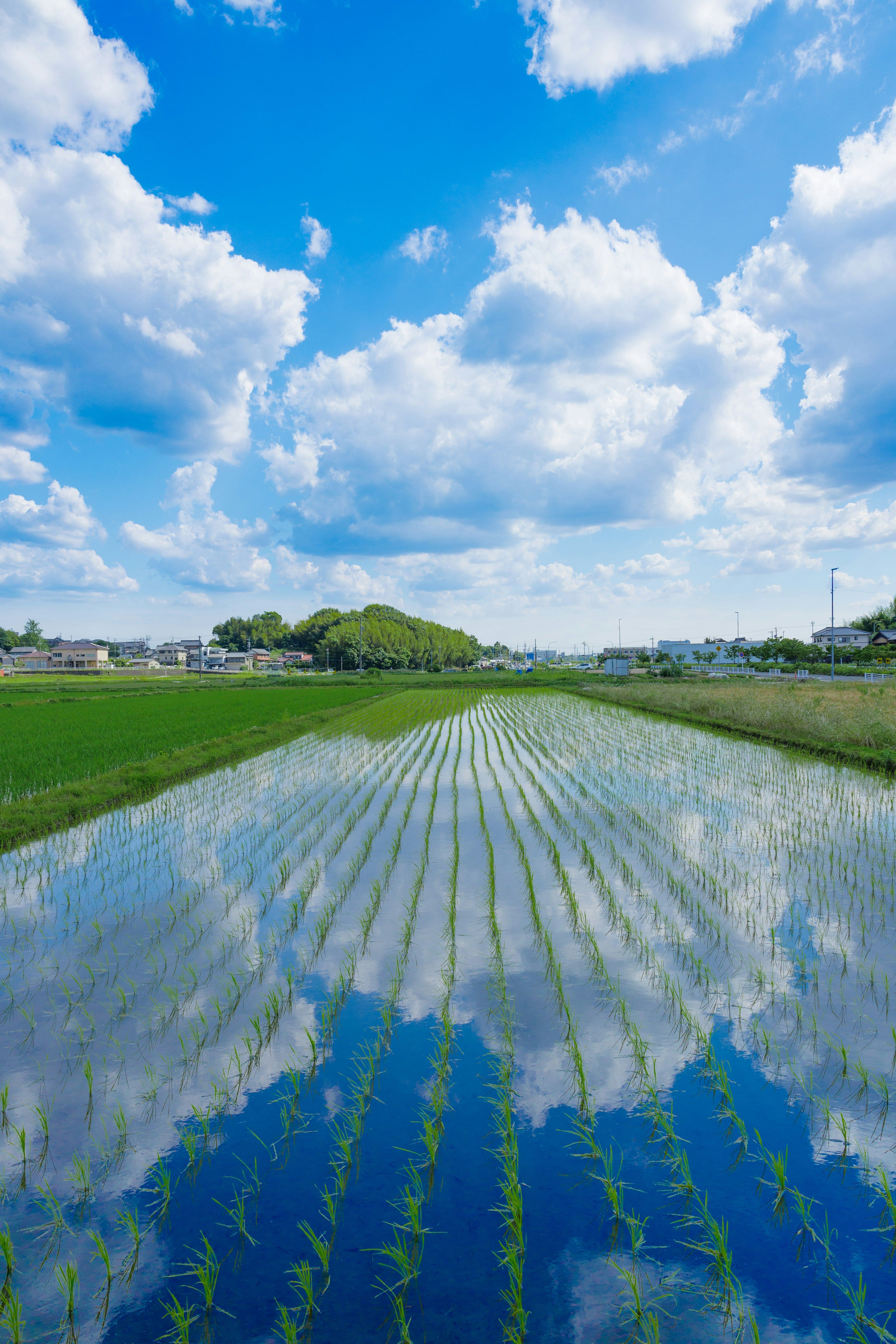 緑の水田と青空に浮かぶ白い雲の反映が広がる風景