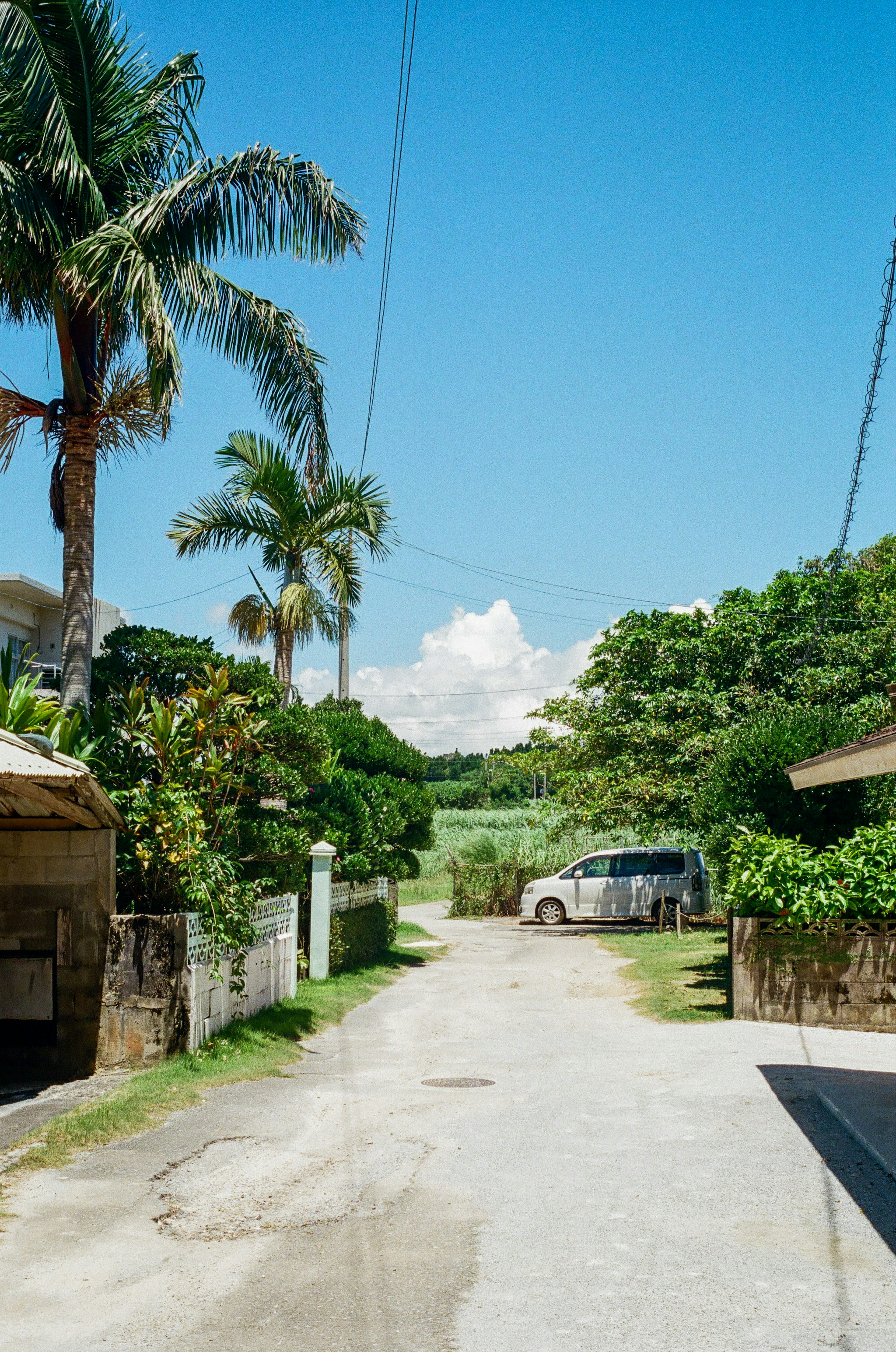 A lush pathway with palm trees under a clear blue sky