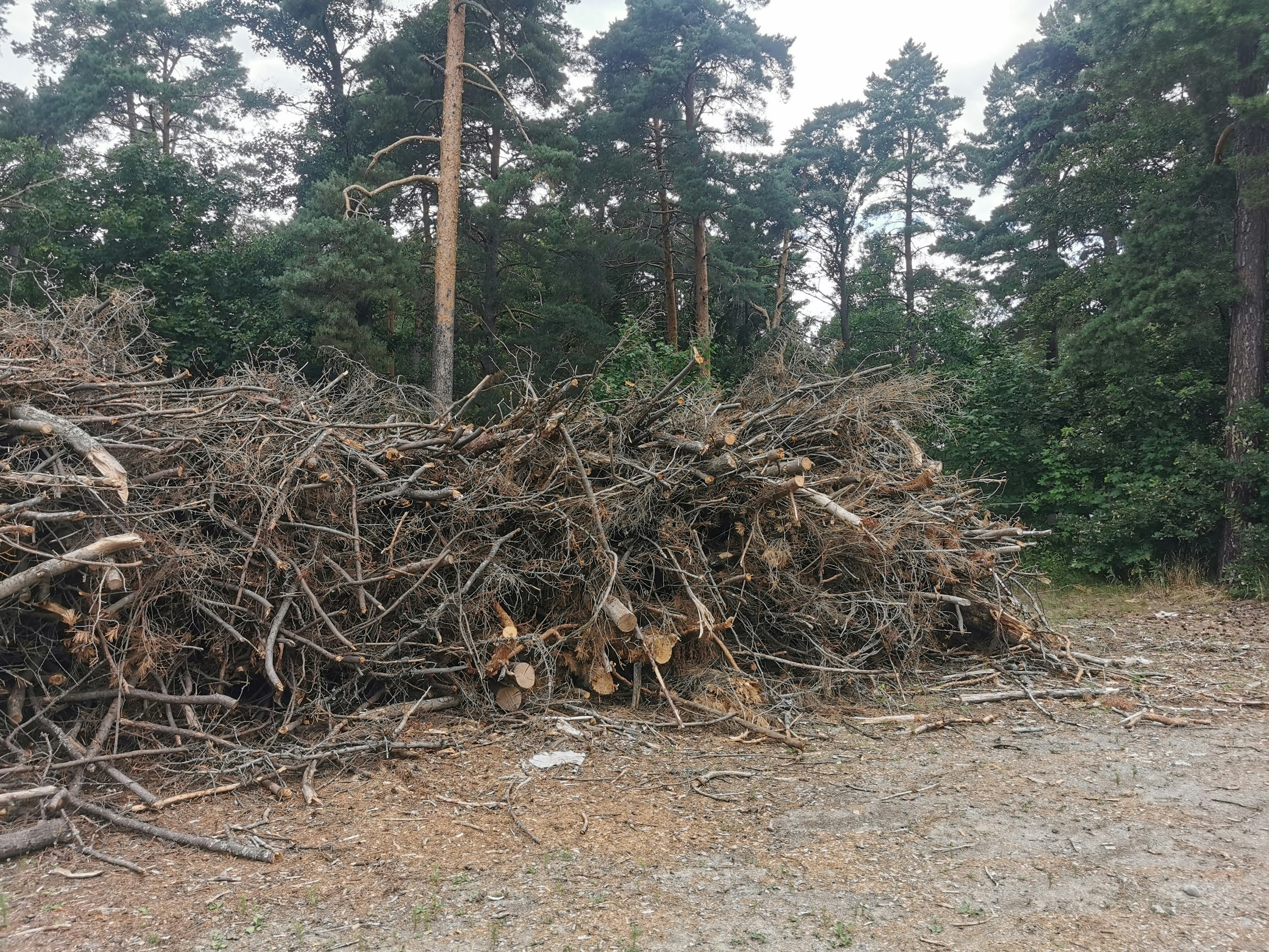 Ein Haufen Äste und Stämme in einer Waldlandschaft