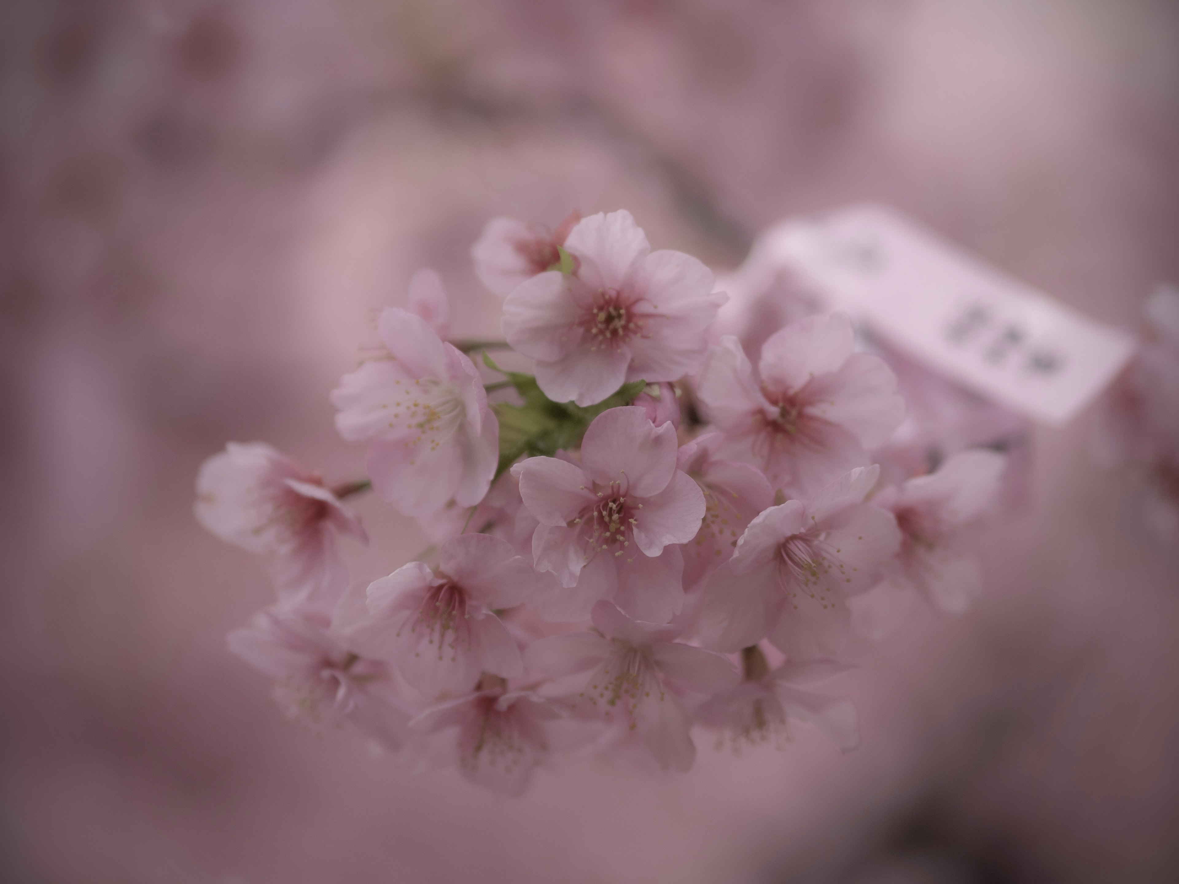 Racimo de flores de cerezo rosa suave con una etiqueta