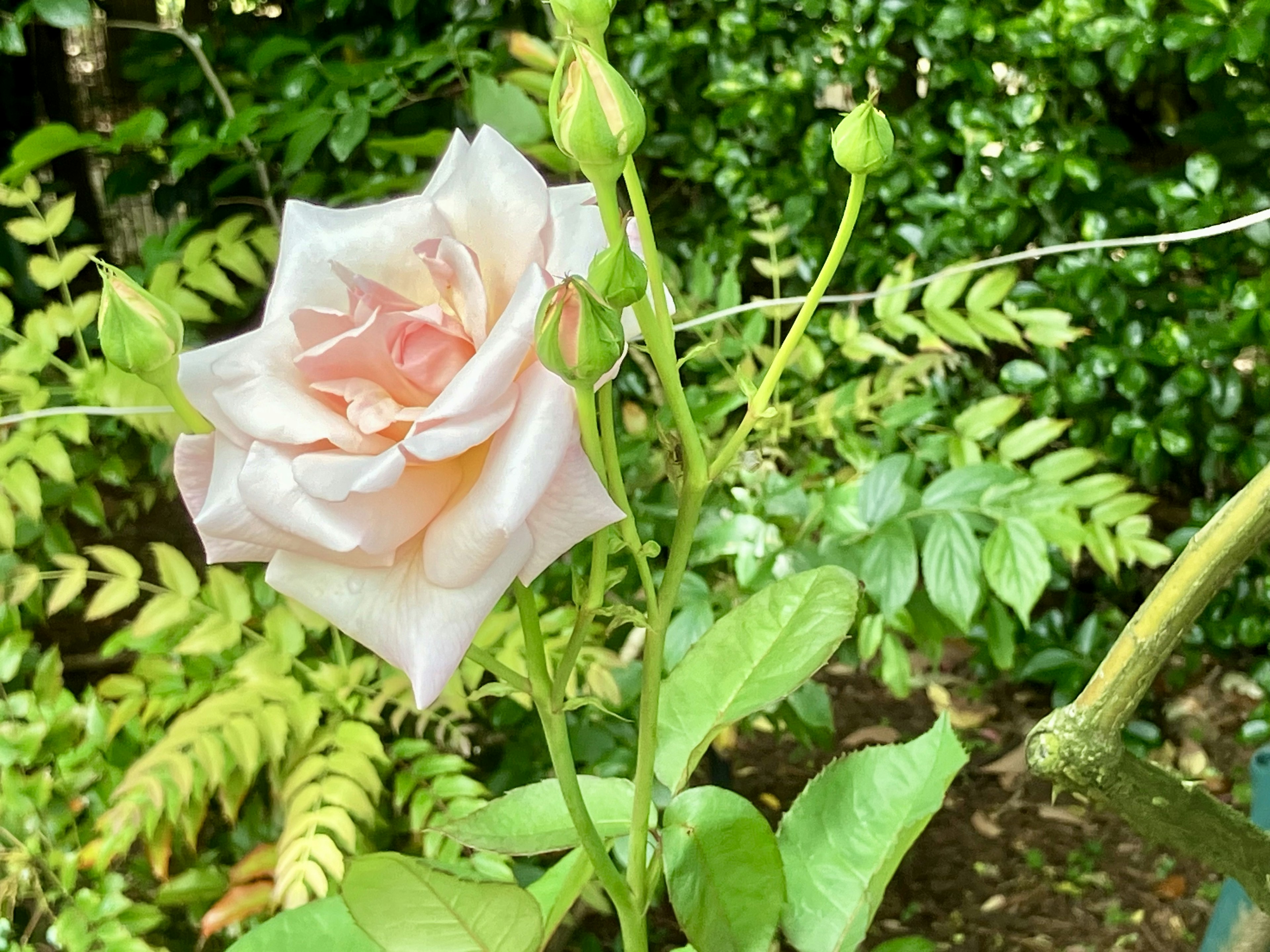 淡いピンクのバラの花とつぼみが緑の葉に囲まれている