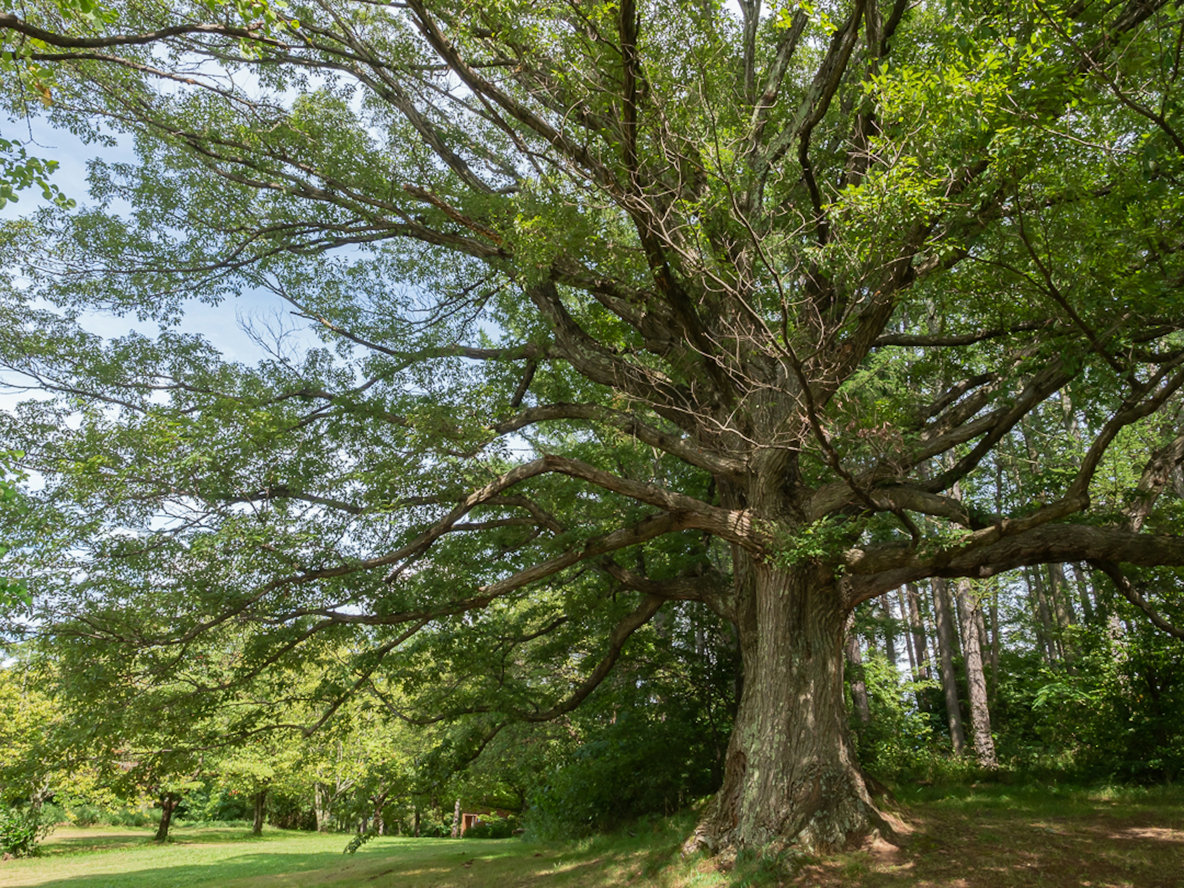 Large tree with sprawling branches in a park setting