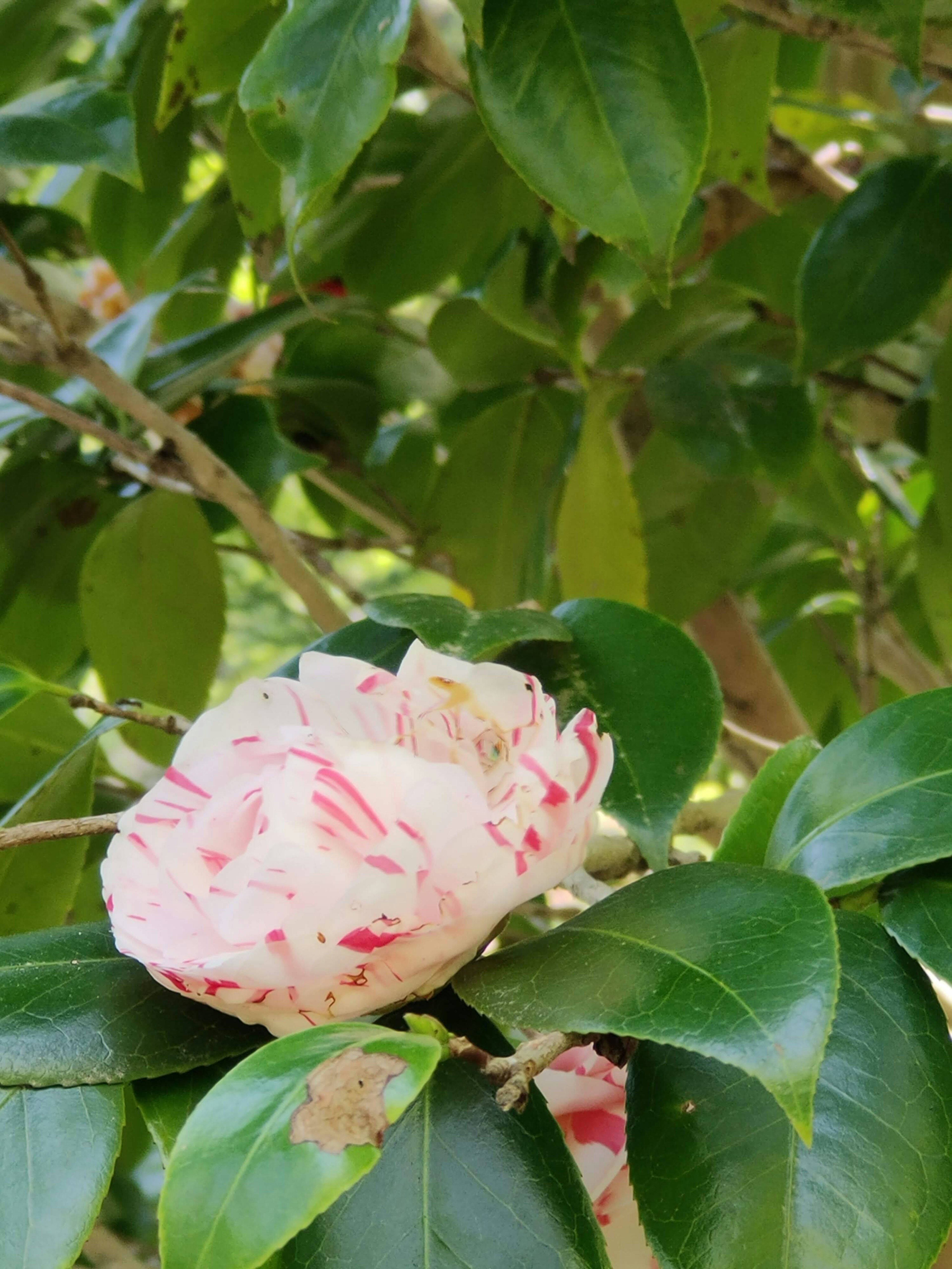 Gestreifte weiße und rosa Kamelienblüte mit grünen Blättern