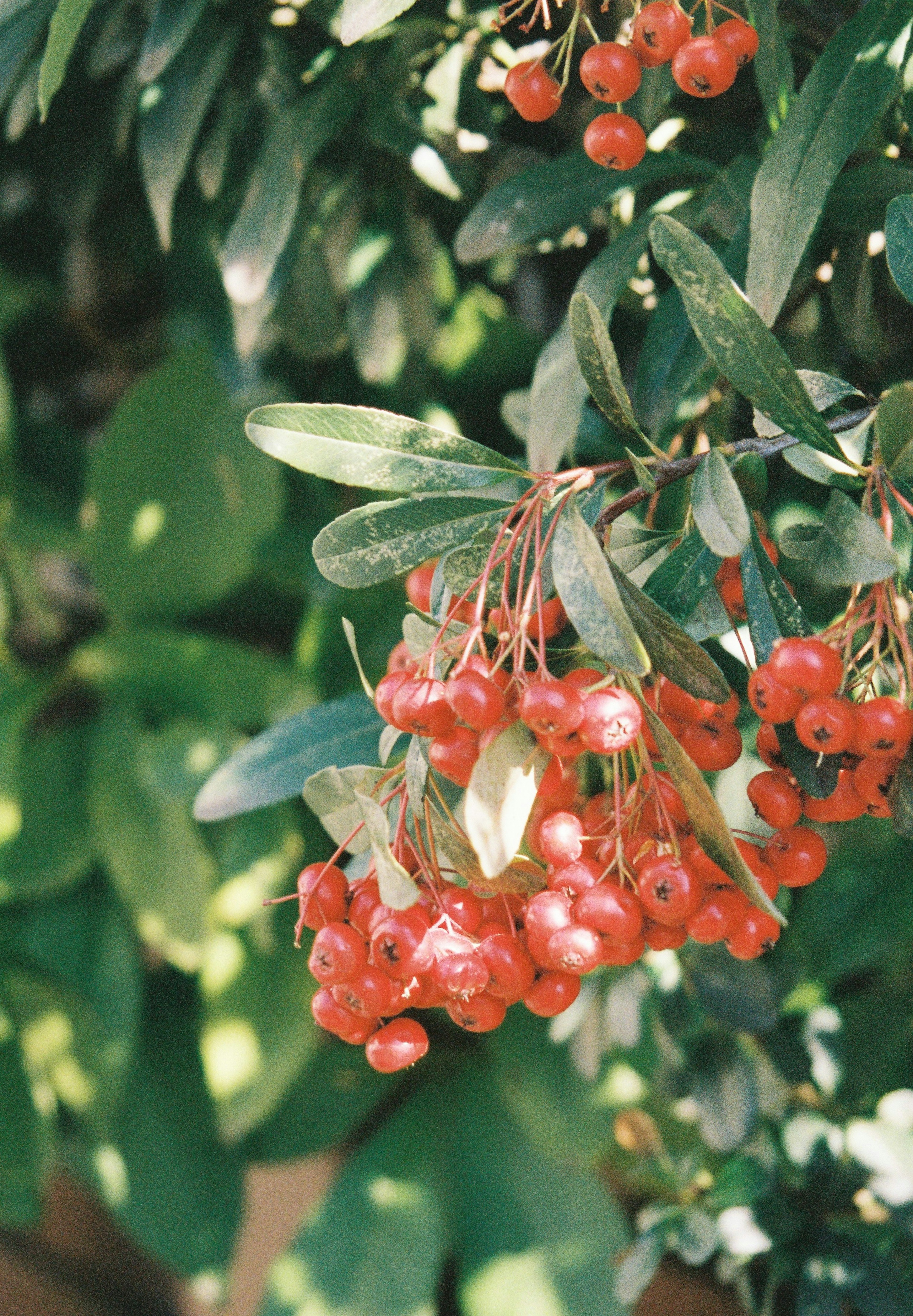 Branch of a plant with red berries surrounded by green leaves