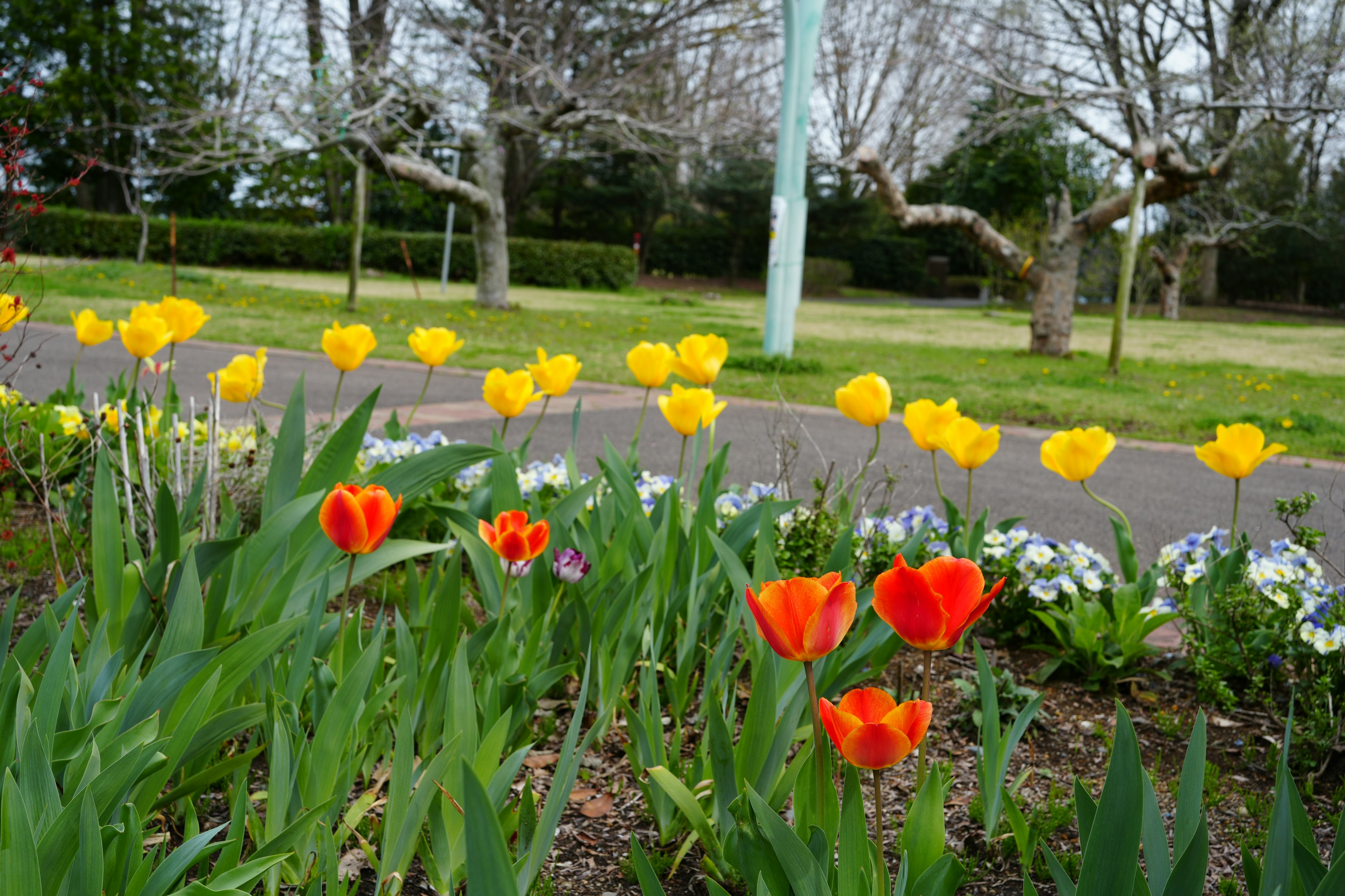 Tulipani colorati che fioriscono in un parco