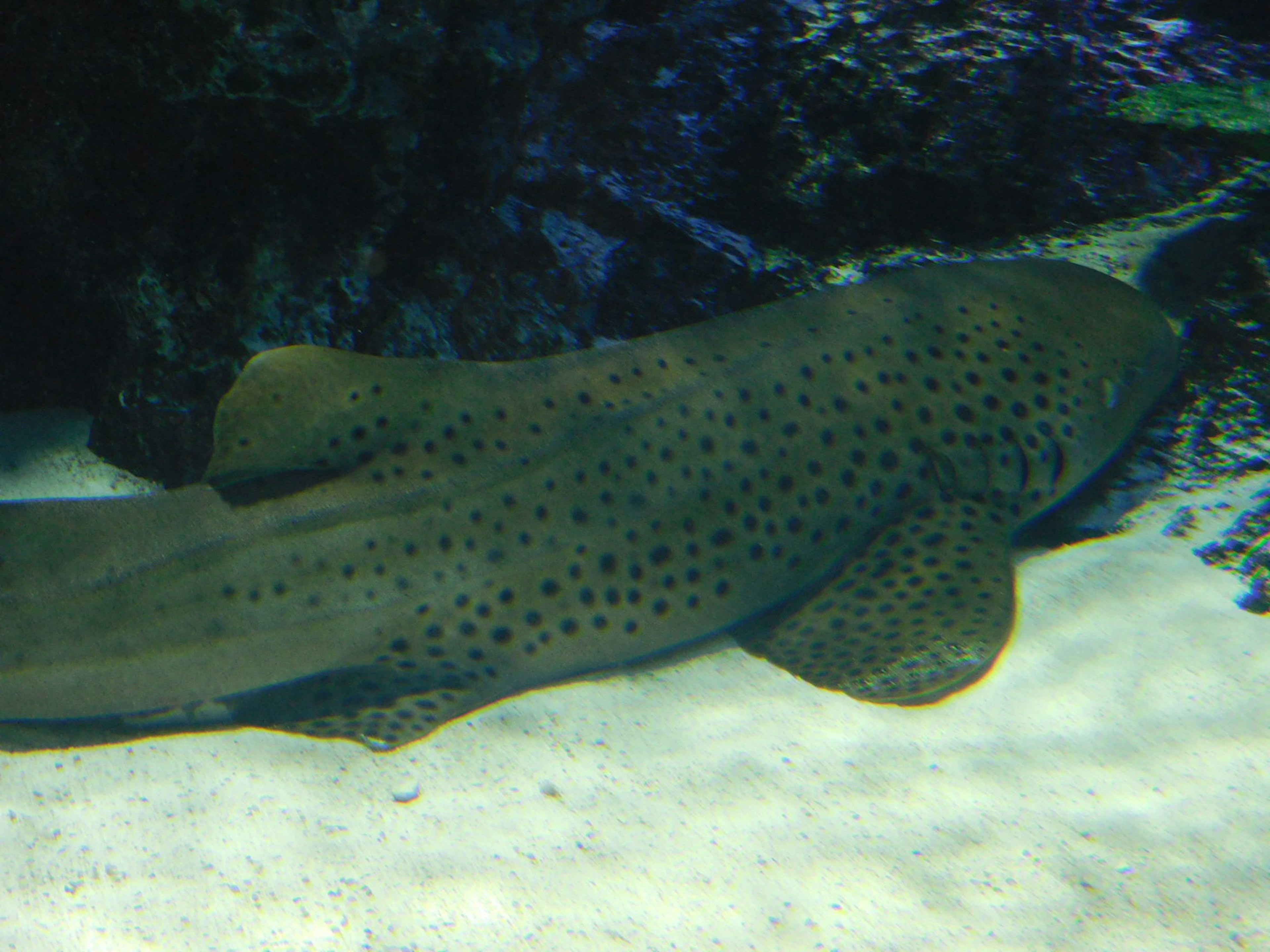 A species of shark resembling a flatfish in the water with a spotted pattern on its body