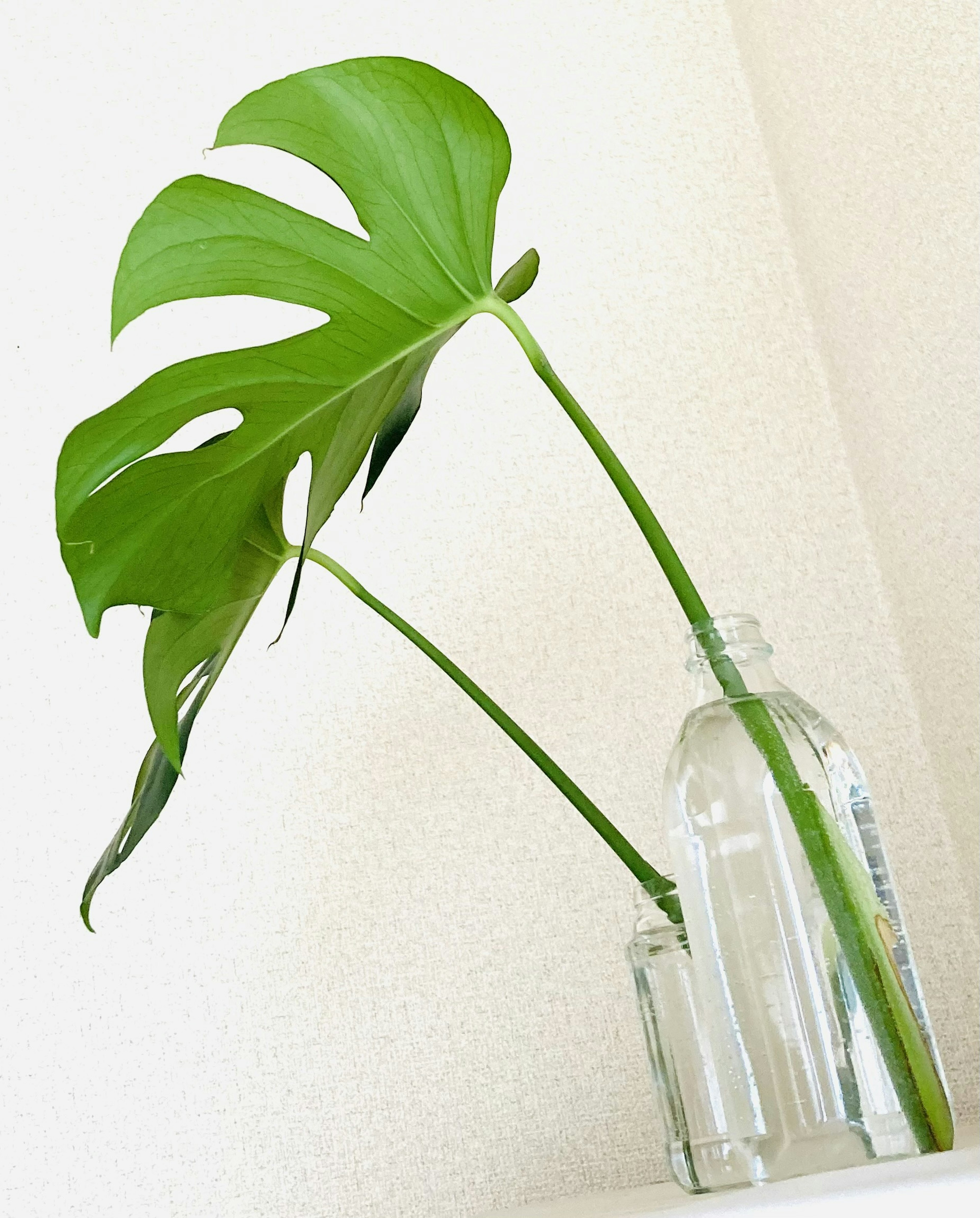 Großes Monstera-Blatt in einer klaren Flasche