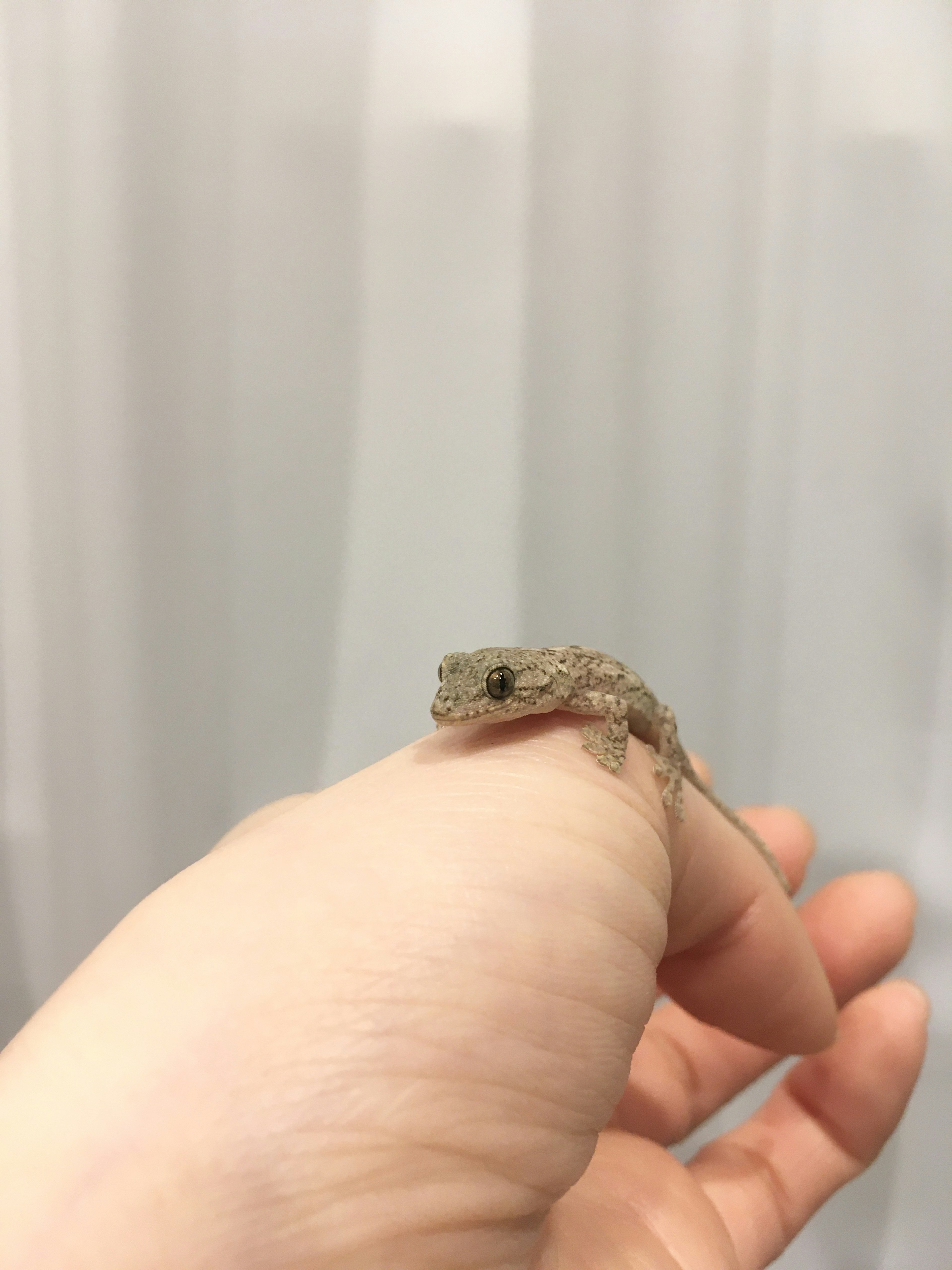 A small lizard perched on a hand with a white curtain background