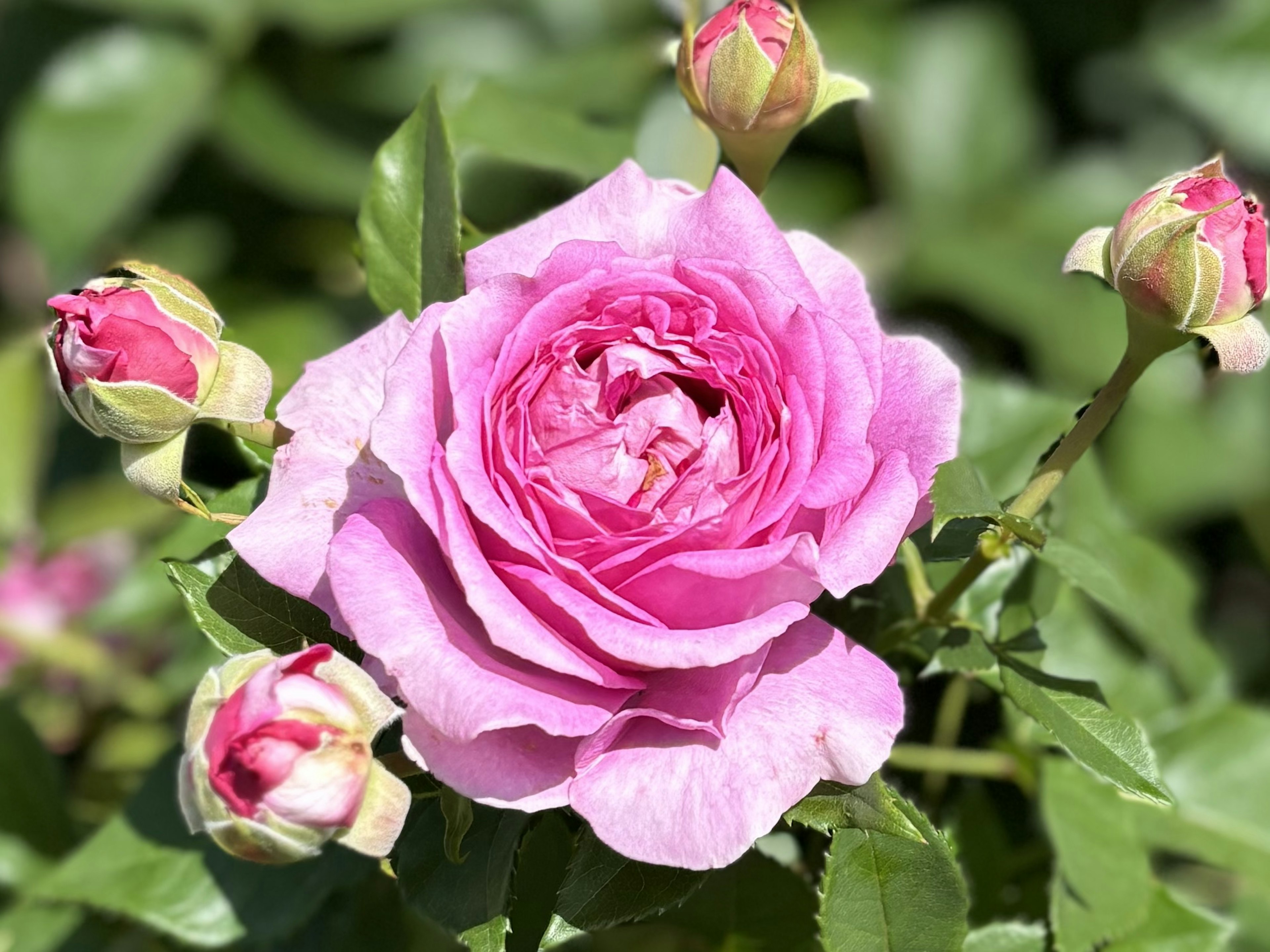 ピンクのバラの花と蕾が特徴的な美しい花