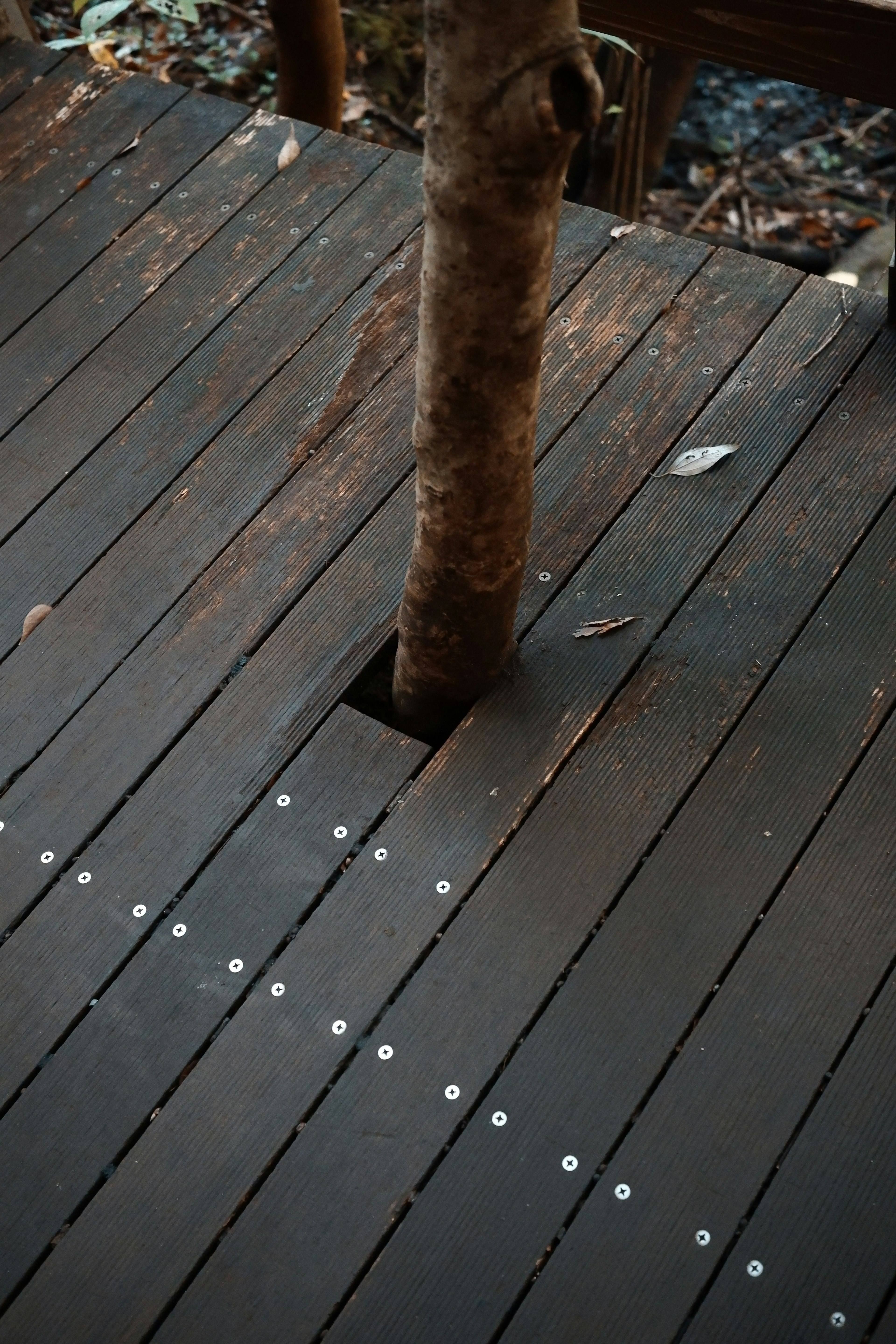 Deck in legno scuro con un foro per un tronco d'albero