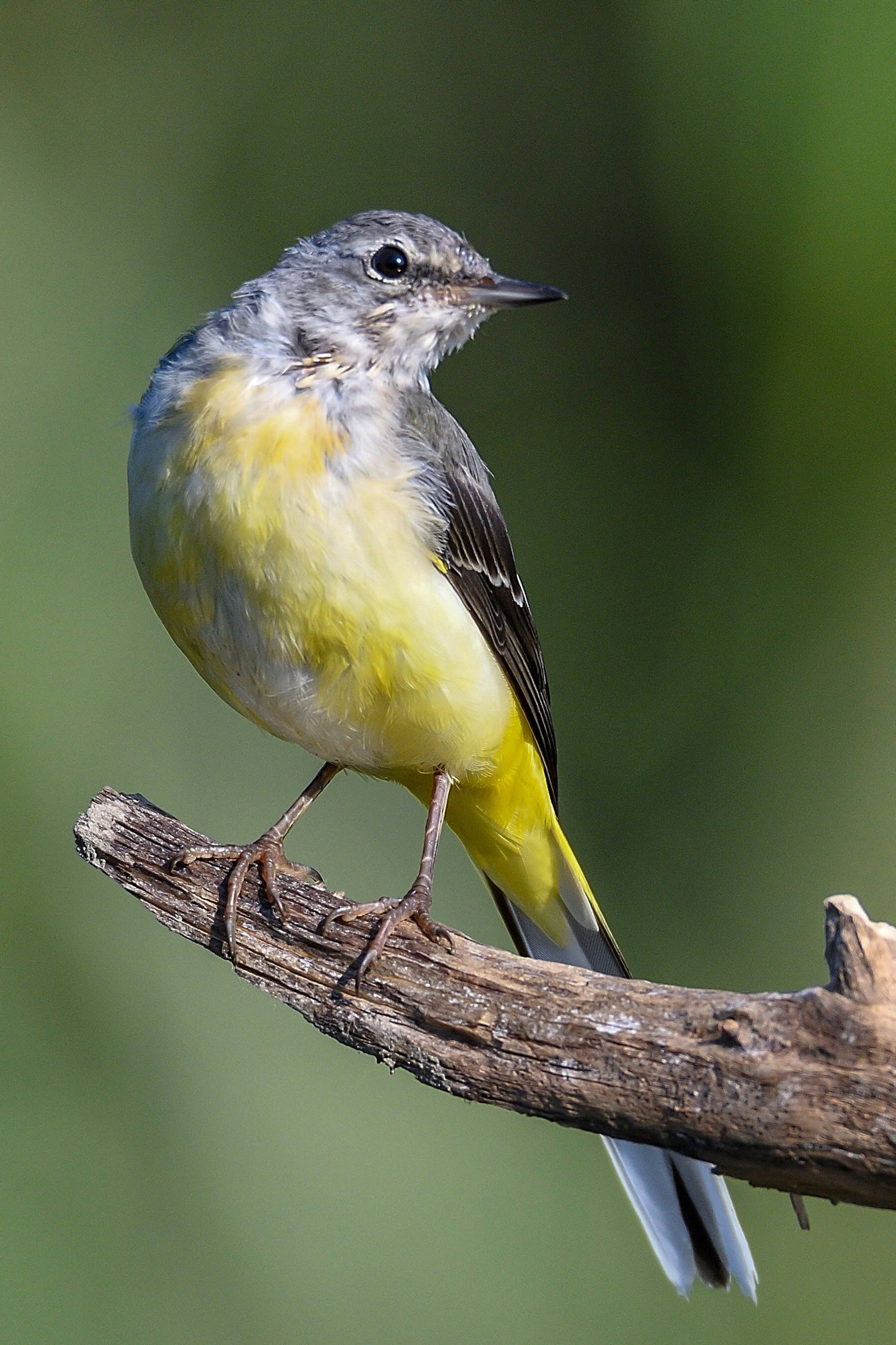 Burung cantik bertengger di dahan dengan perut kuning cerah