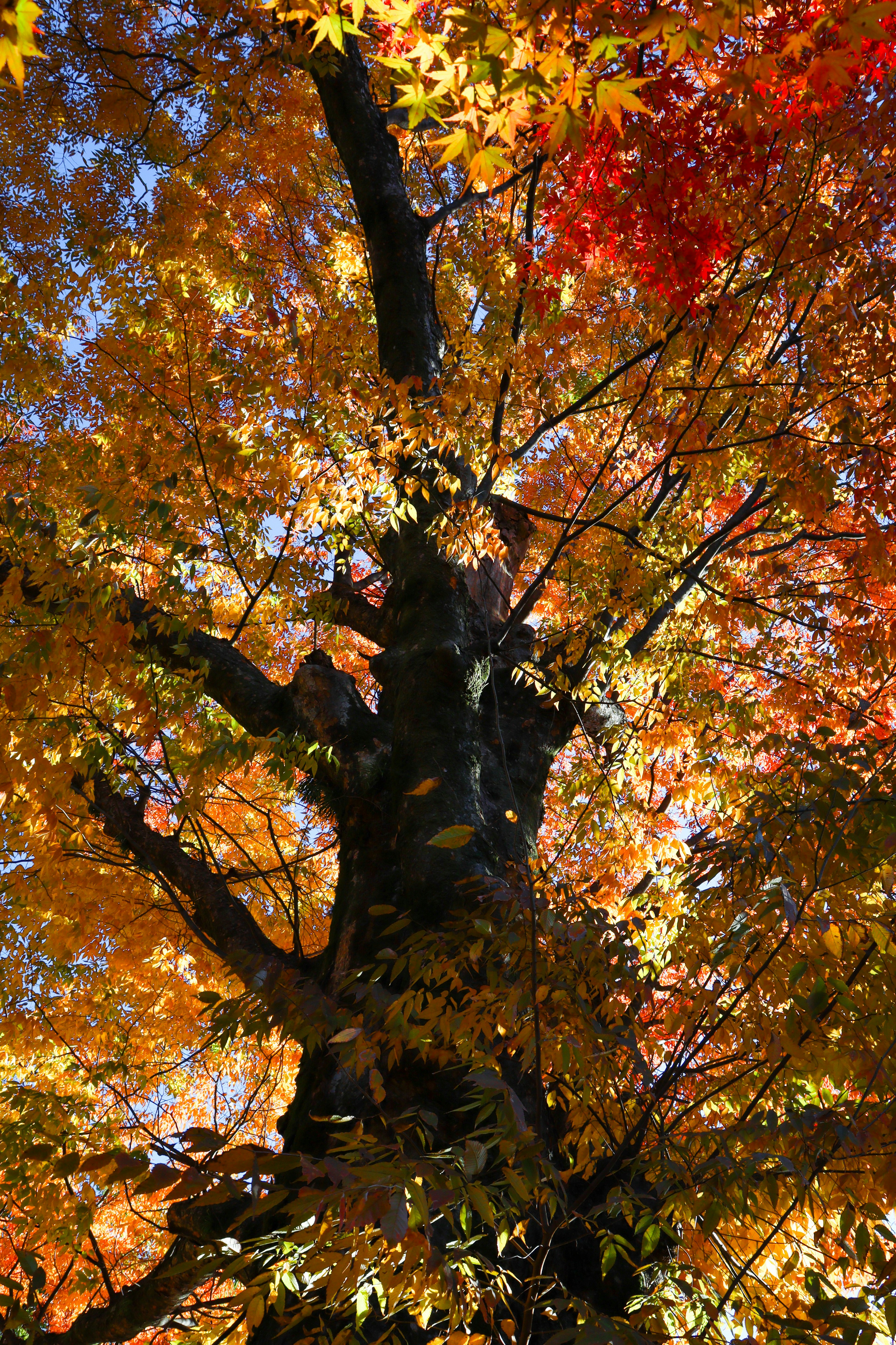 Mirando hacia arriba a un árbol con hojas de otoño vibrantes