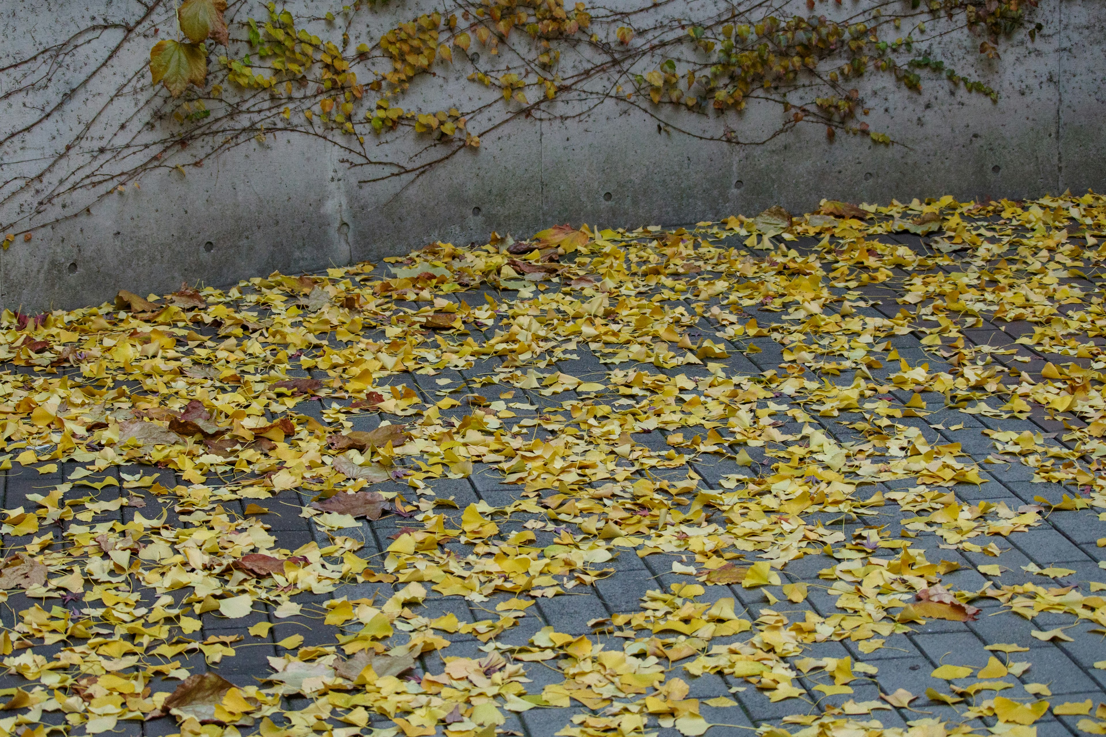 Image of yellow leaves scattered on a paved ground