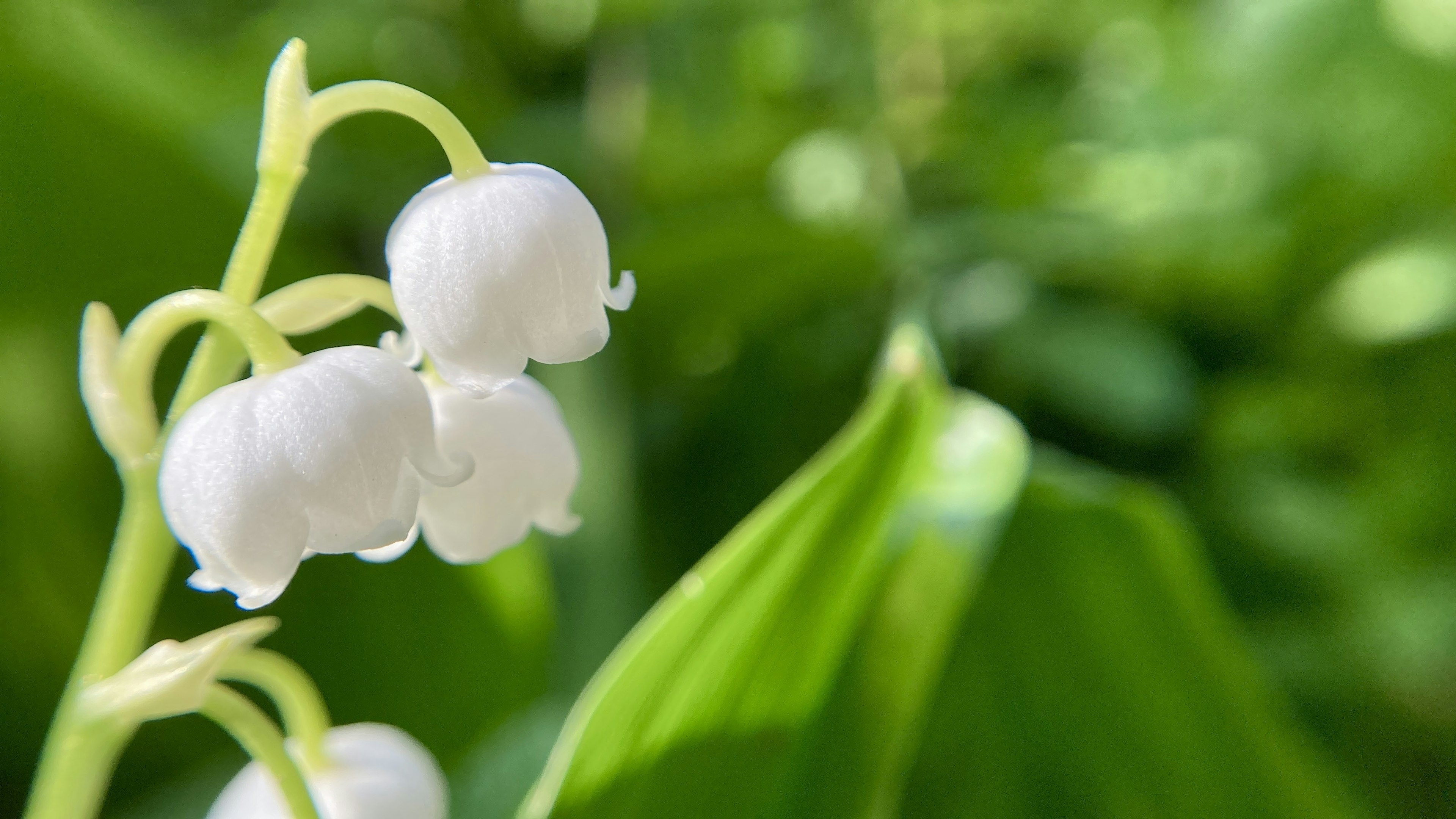 Hoa lily of the valley trắng nở giữa những chiếc lá xanh