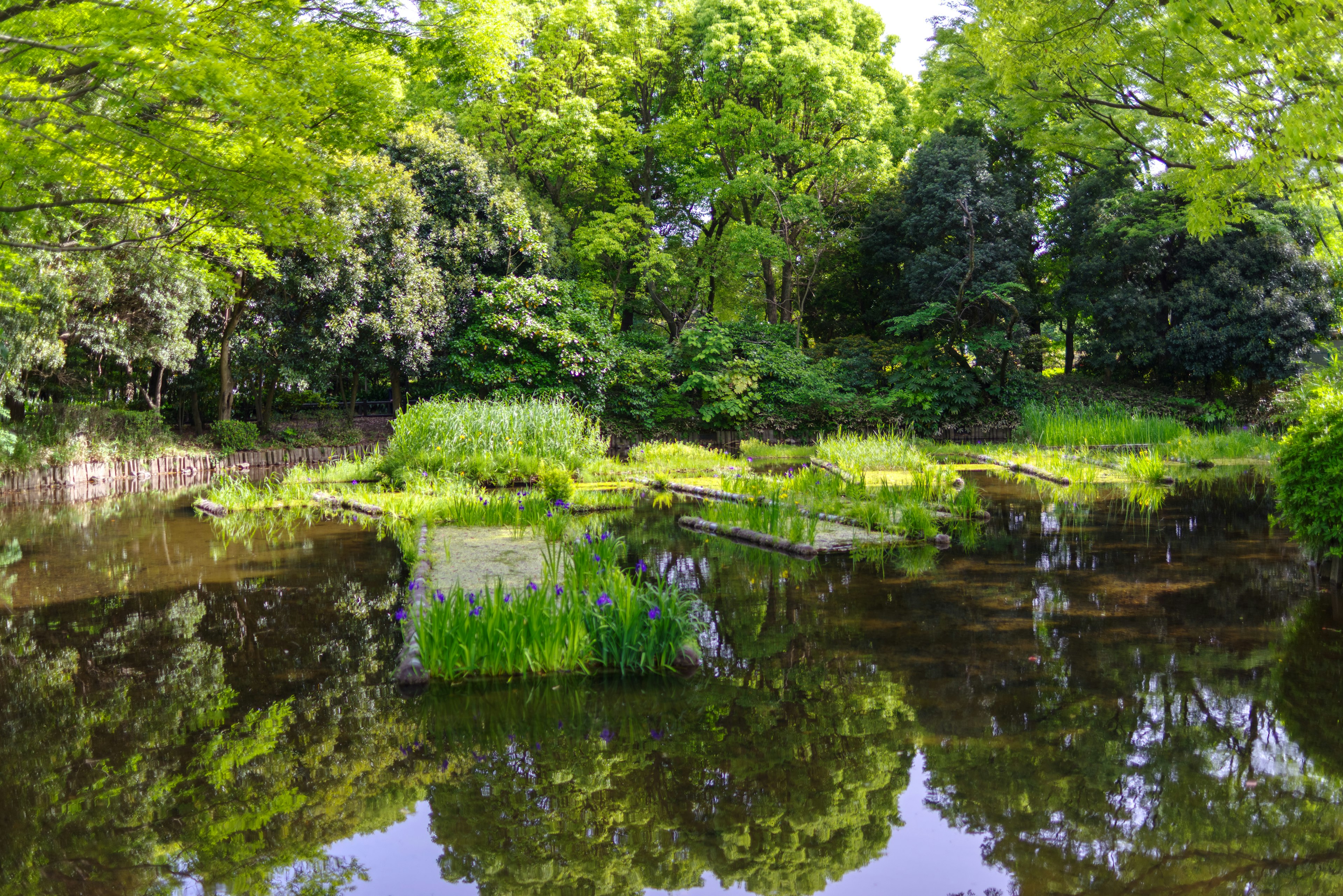 Serene pond surrounded by lush green trees and vegetation