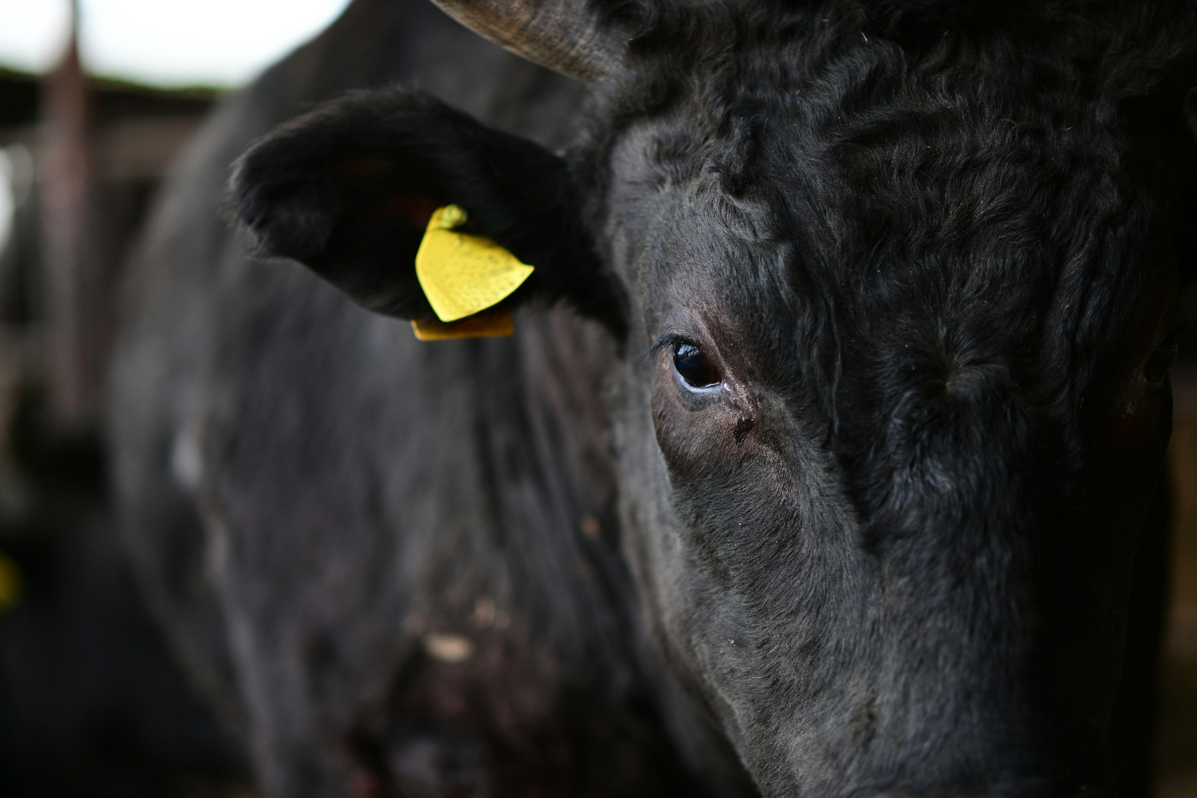 Primo piano del volto di una mucca nera con un'etichetta gialla all'orecchio