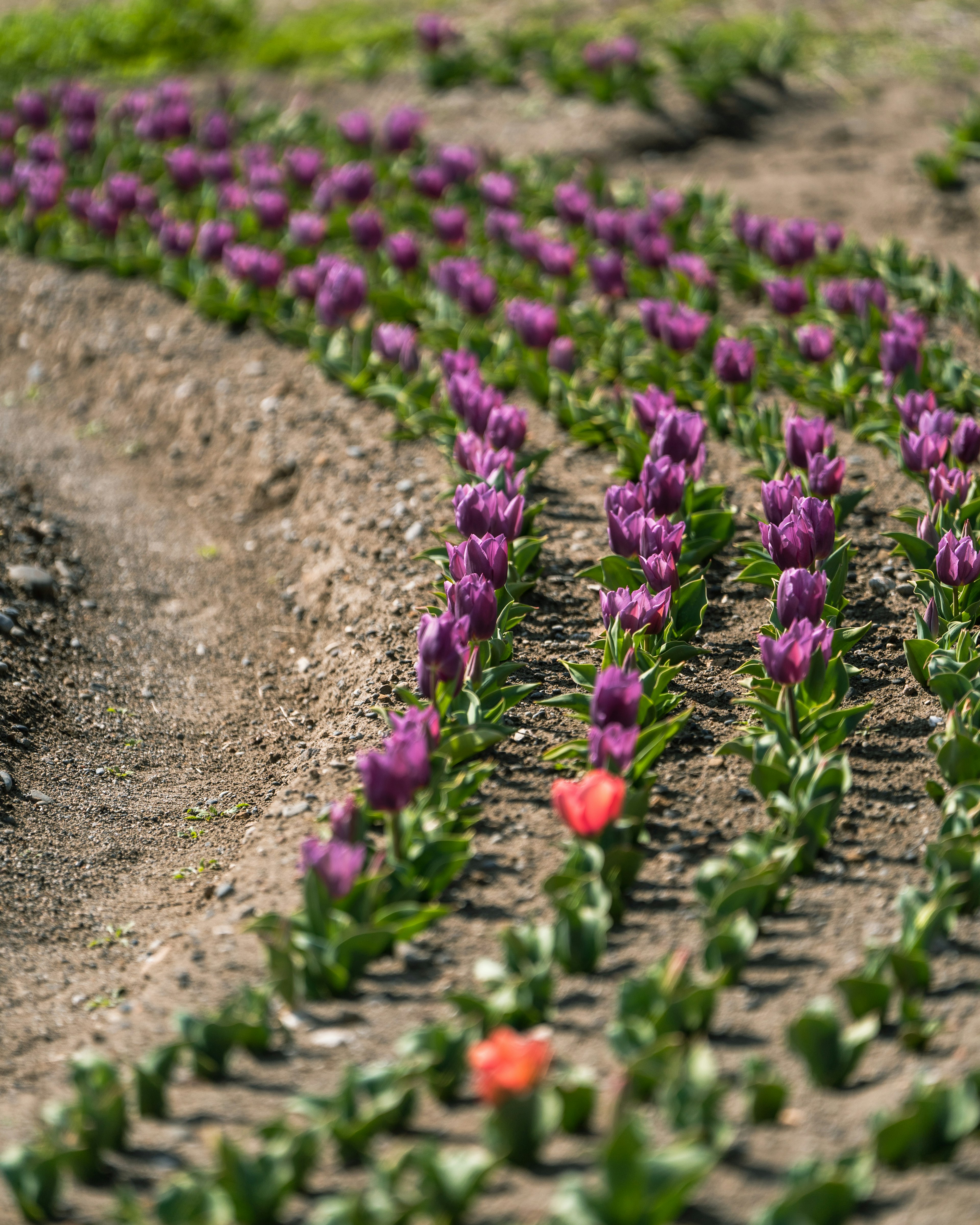 A beautiful flower field with rows of purple tulips and a few red ones