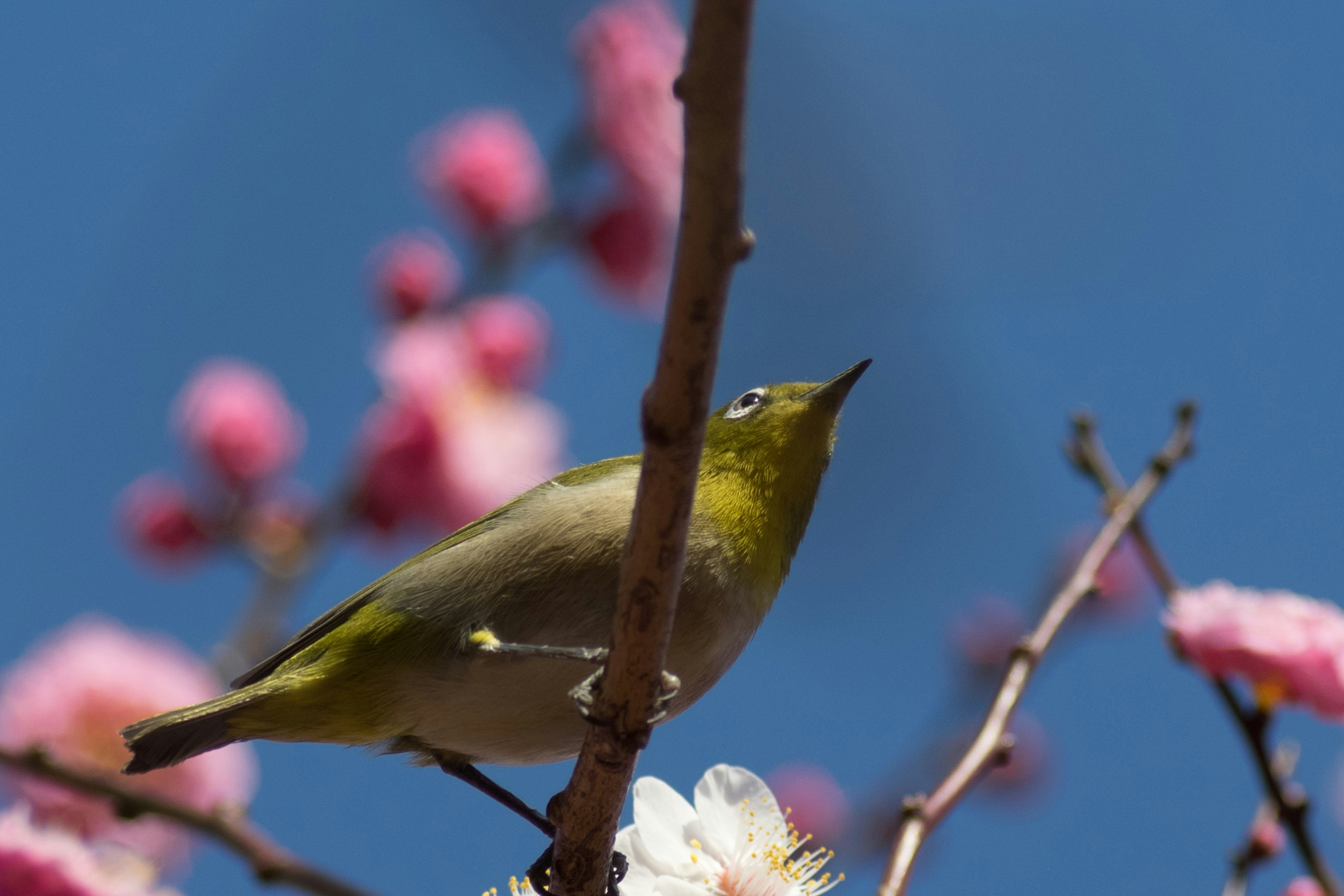 Ein kleiner Vogel, der auf einem Zweig mit Pflaumenblüten unter einem blauen Himmel sitzt