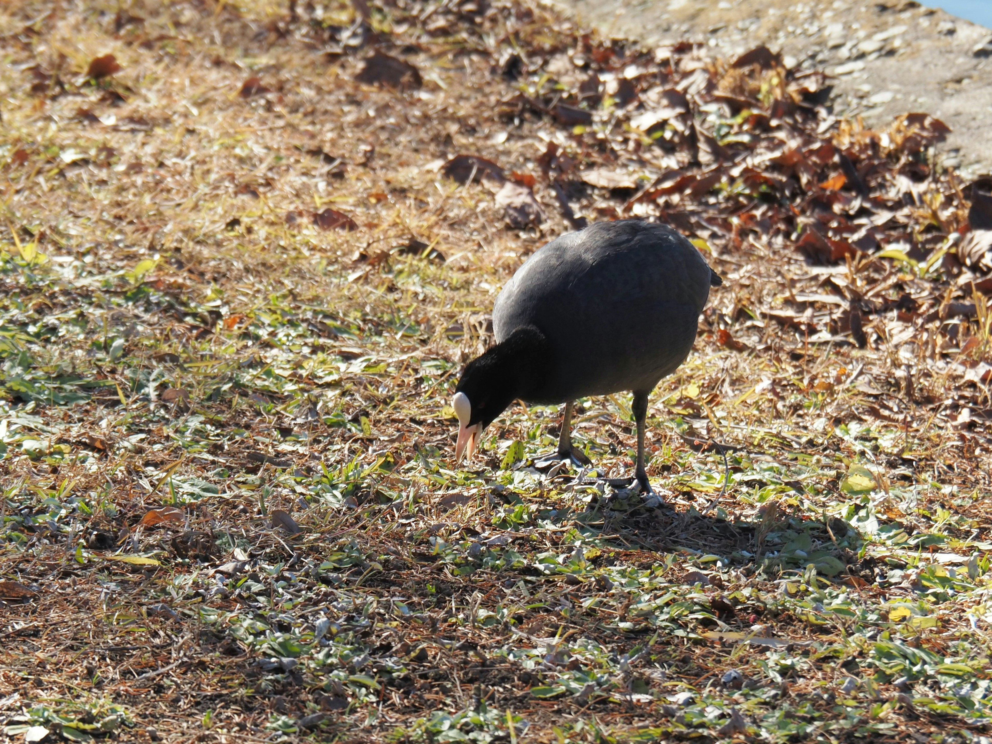 Ein schwarzer Vogel pickt am Boden