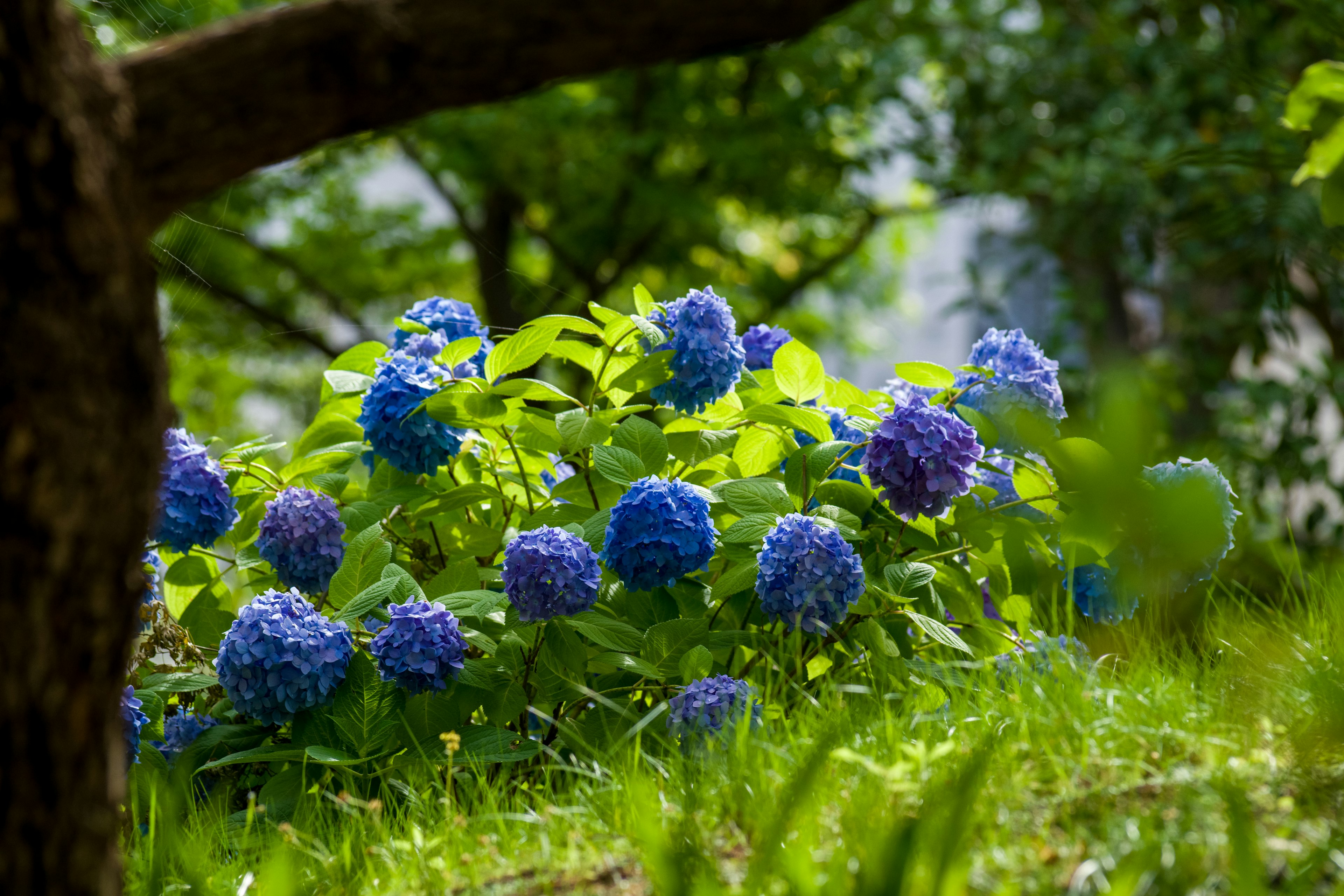 青い紫陽花の花が草の中に咲いている風景