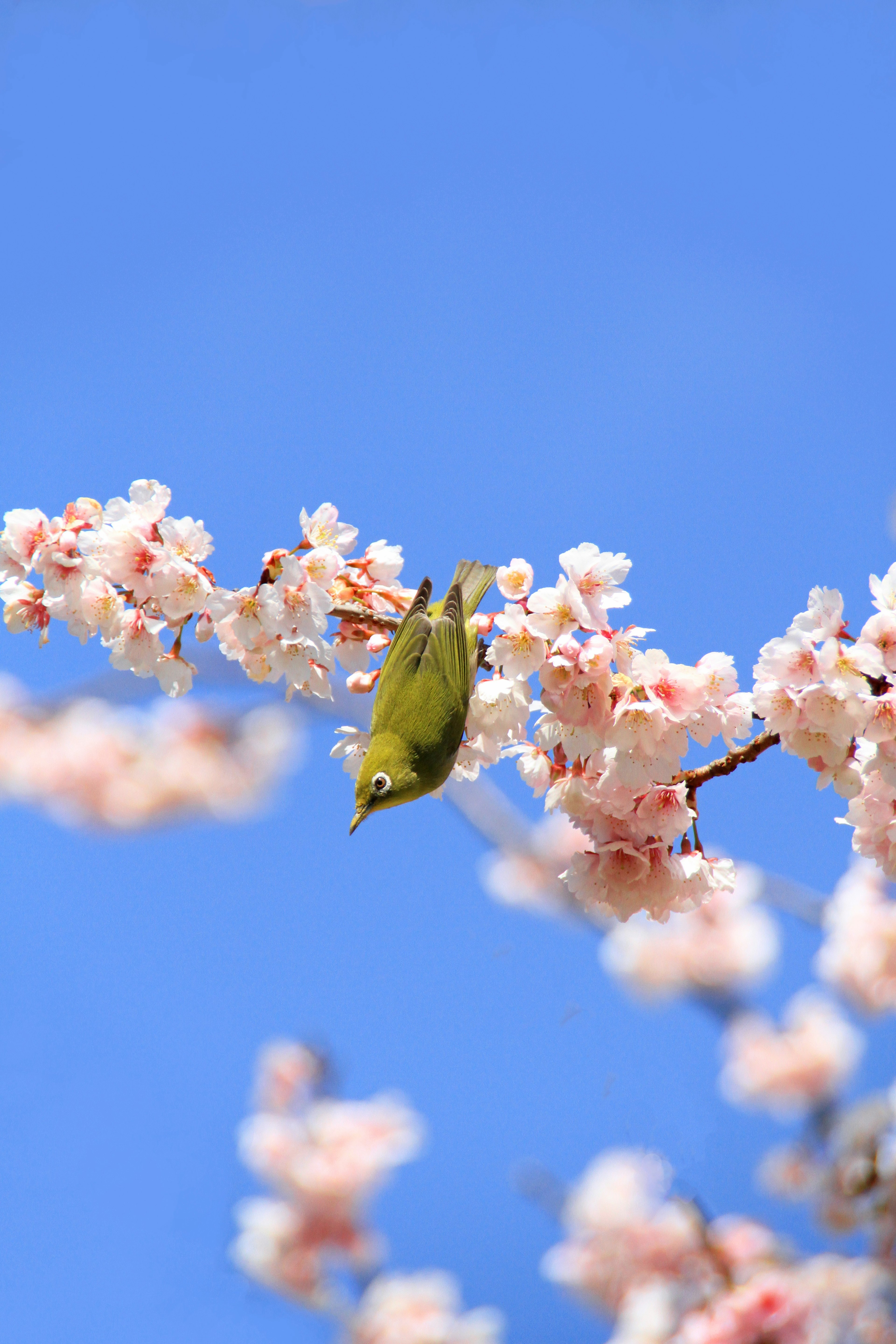 青空の下で桜の花にぶら下がる小さな緑の鳥