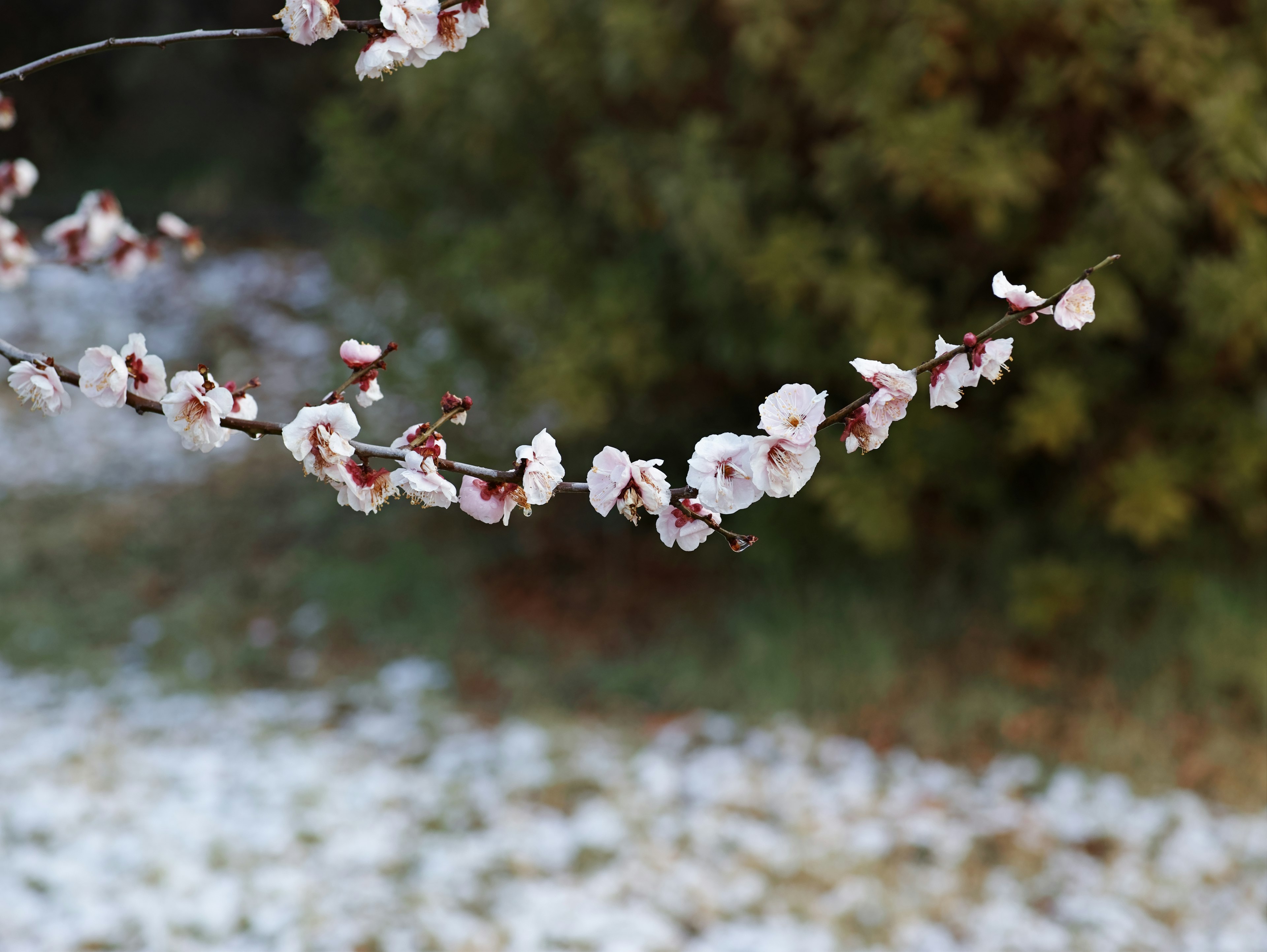 Zweig mit weißen Blüten auf einem schneebedeckten Boden