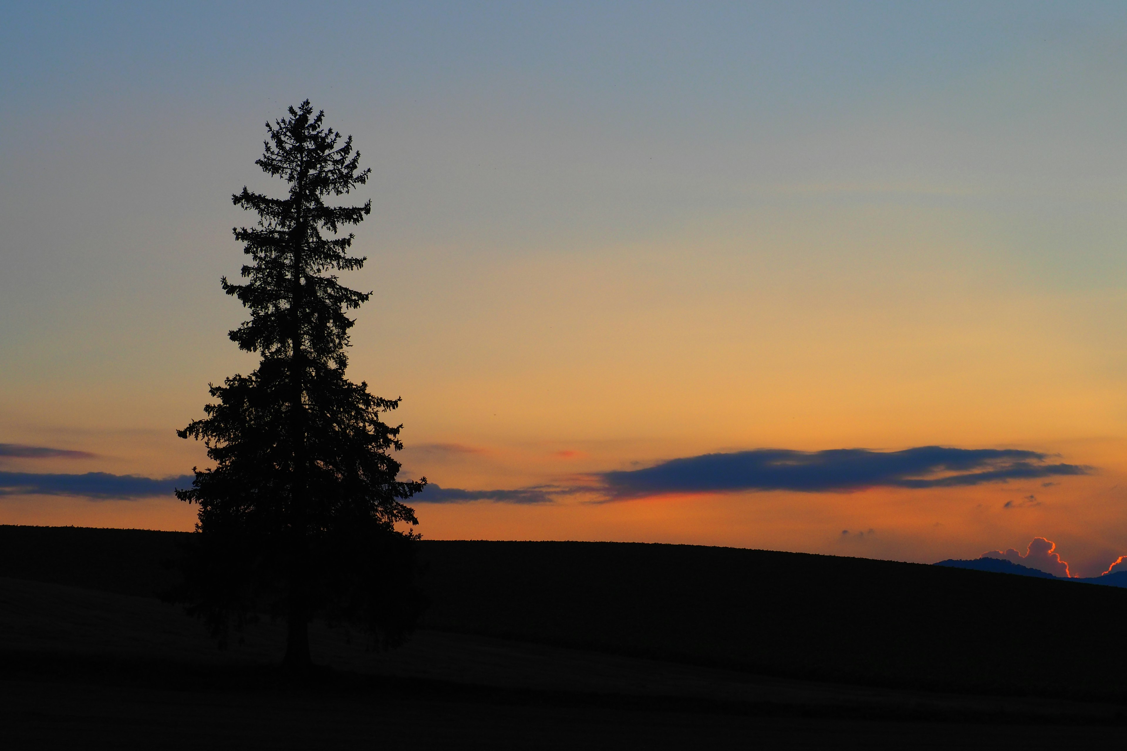 Silhouette eines Baumes vor einem Sonnenuntergangshimmel