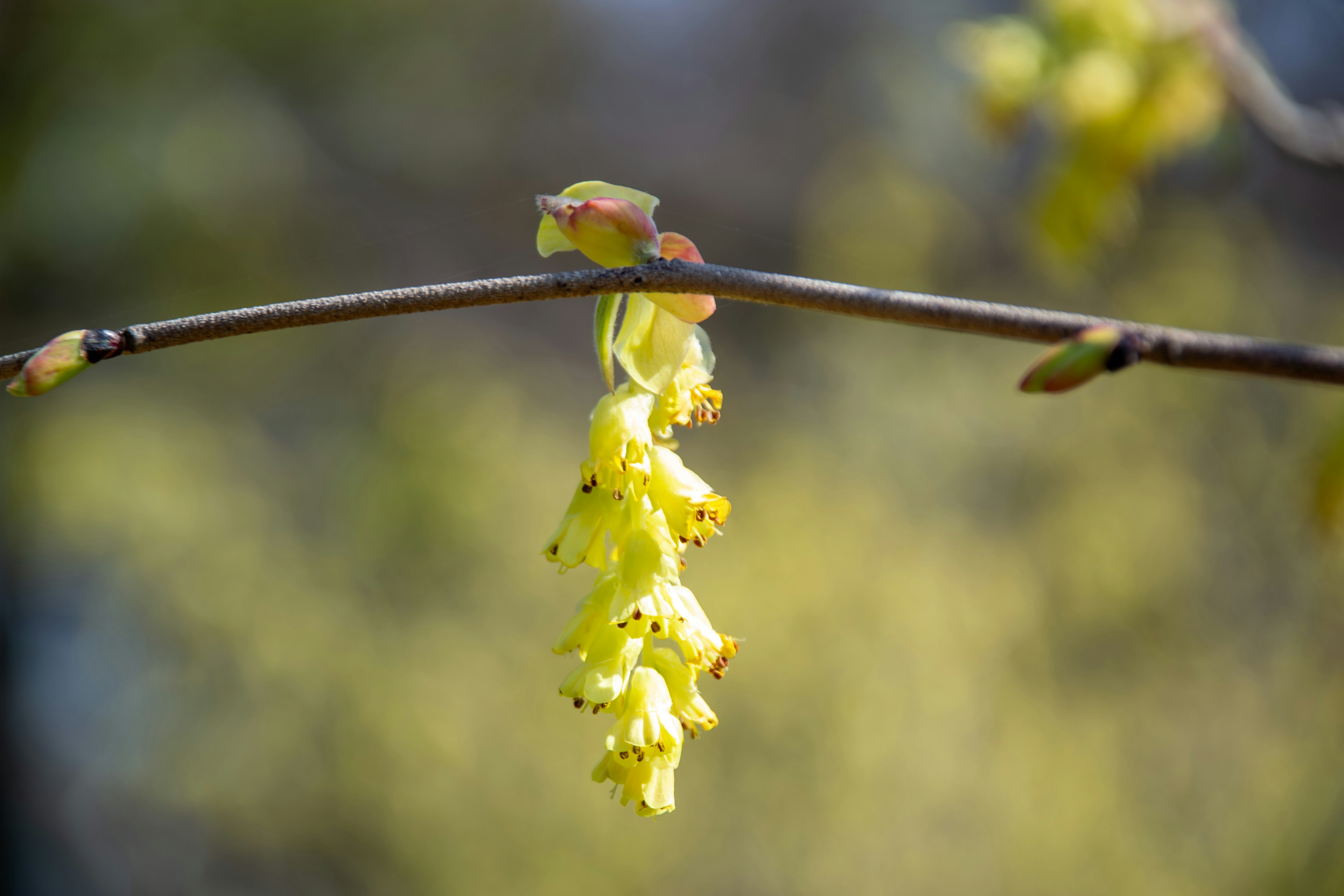 Gros plan d'une branche avec des fleurs jaunes