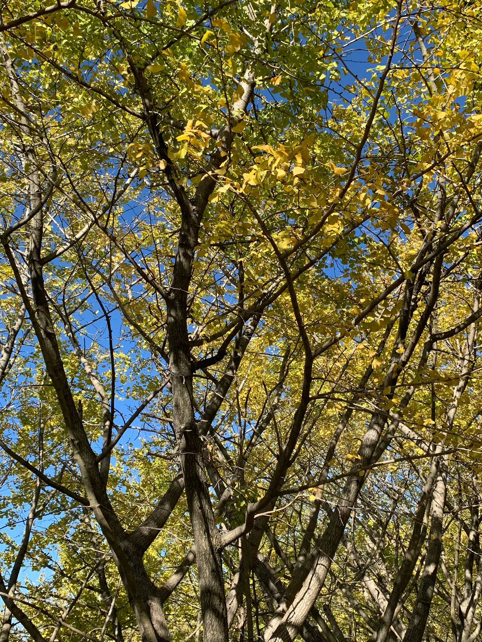 Árboles con hojas amarillas bajo un cielo azul