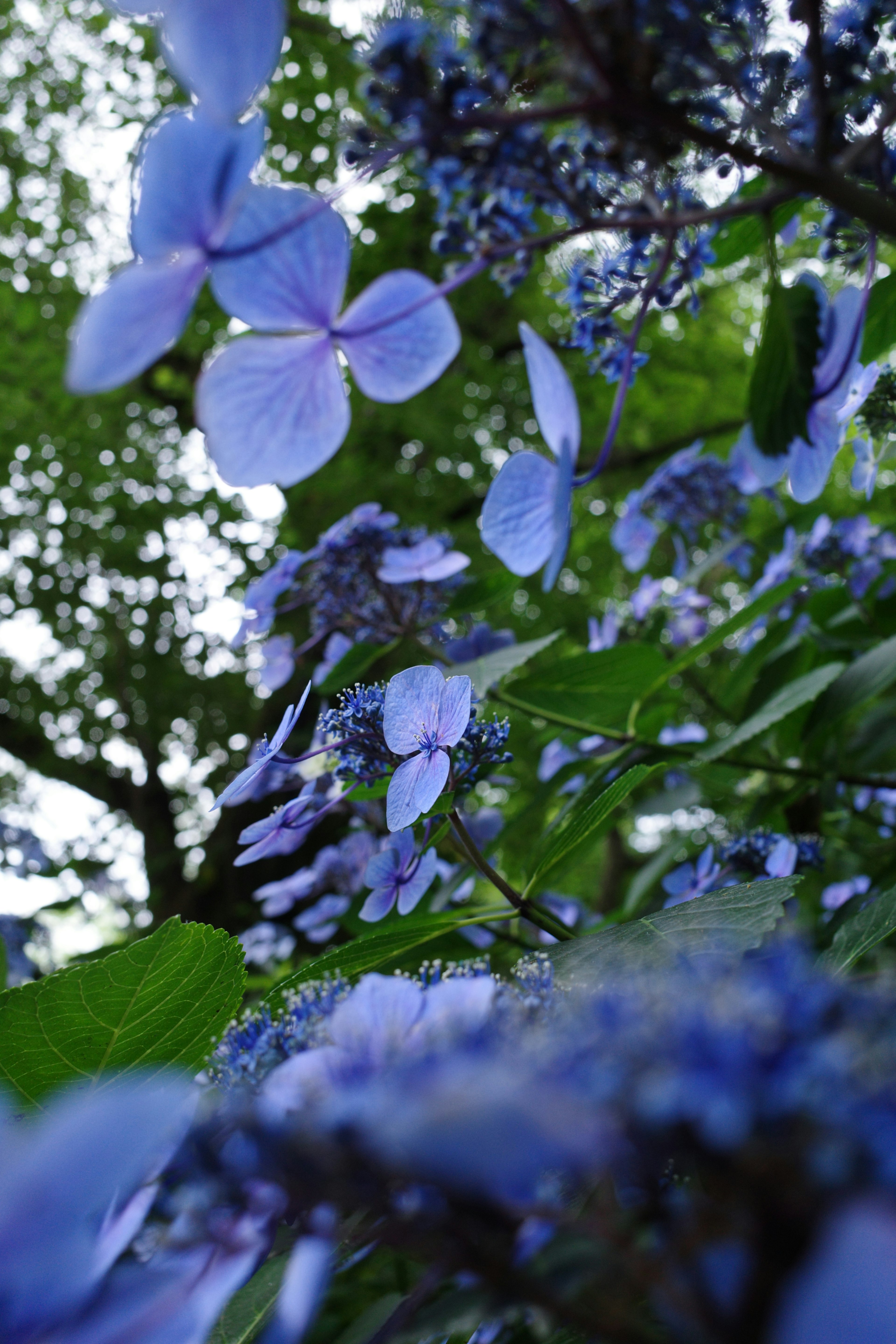 青い花と葉が茂る木の下から見上げた風景