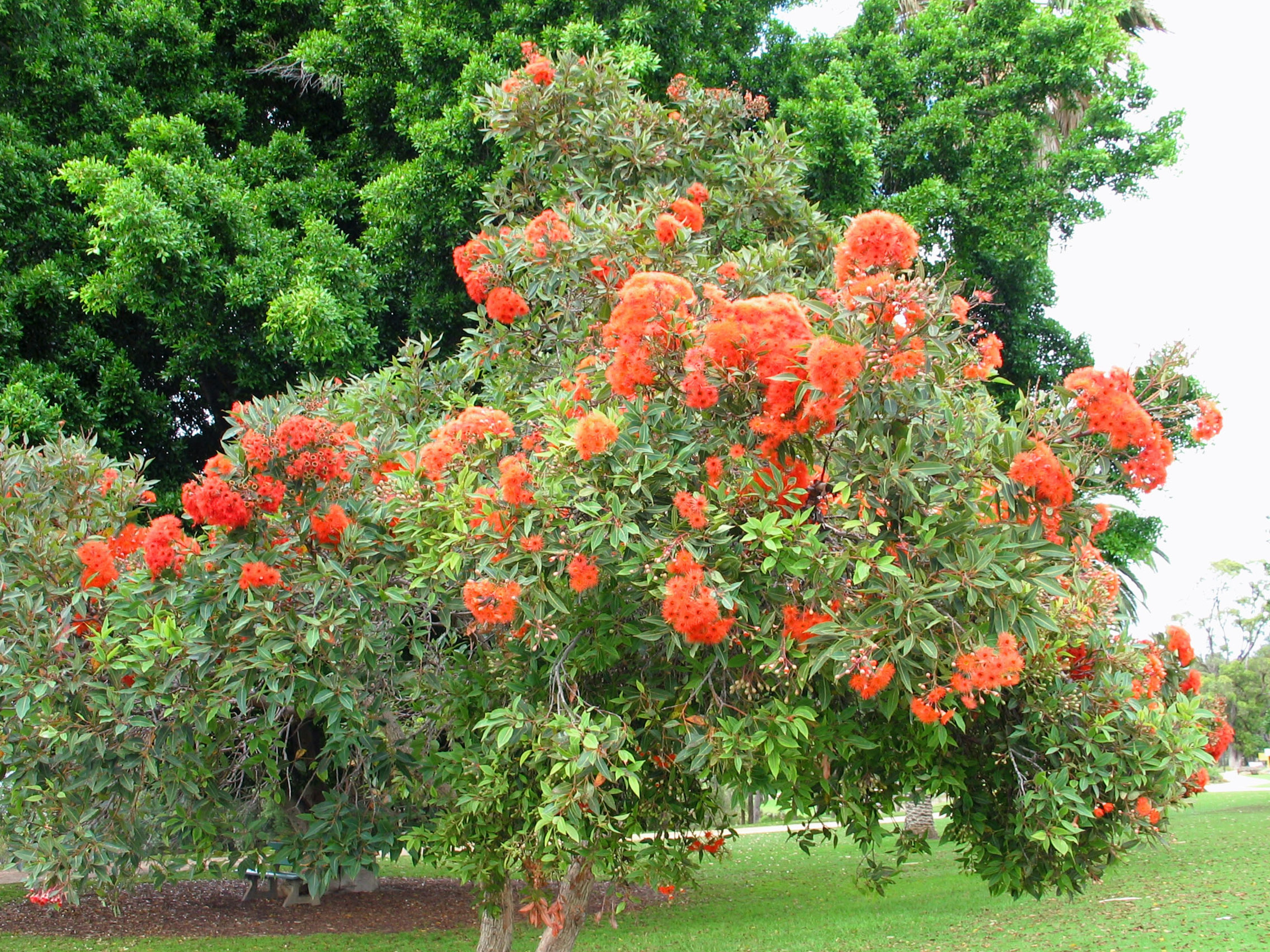 Un árbol con flores naranjas vibrantes contra un fondo verde