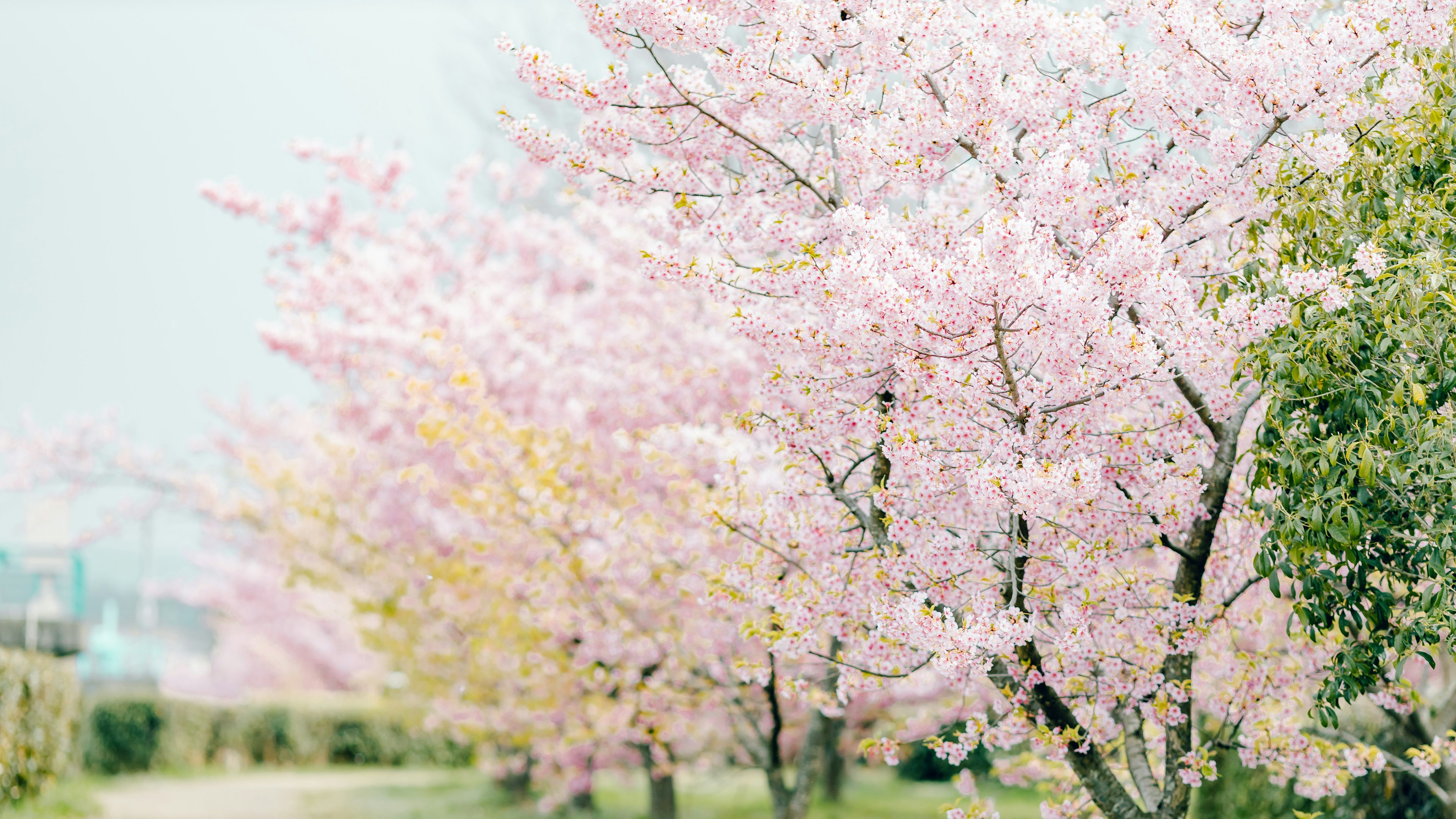 Vue panoramique d'arbres de cerisier avec des fleurs roses douces