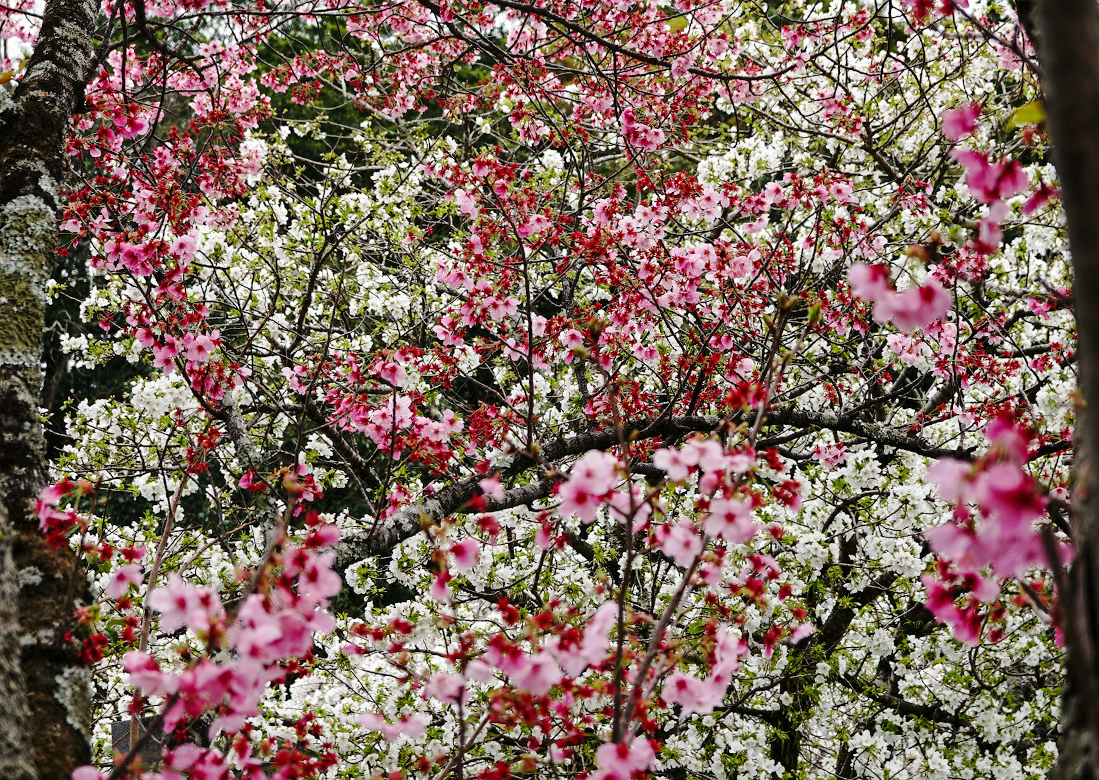 Bellissimo paesaggio con fiori di ciliegio che presentano fiori rosa e bianchi