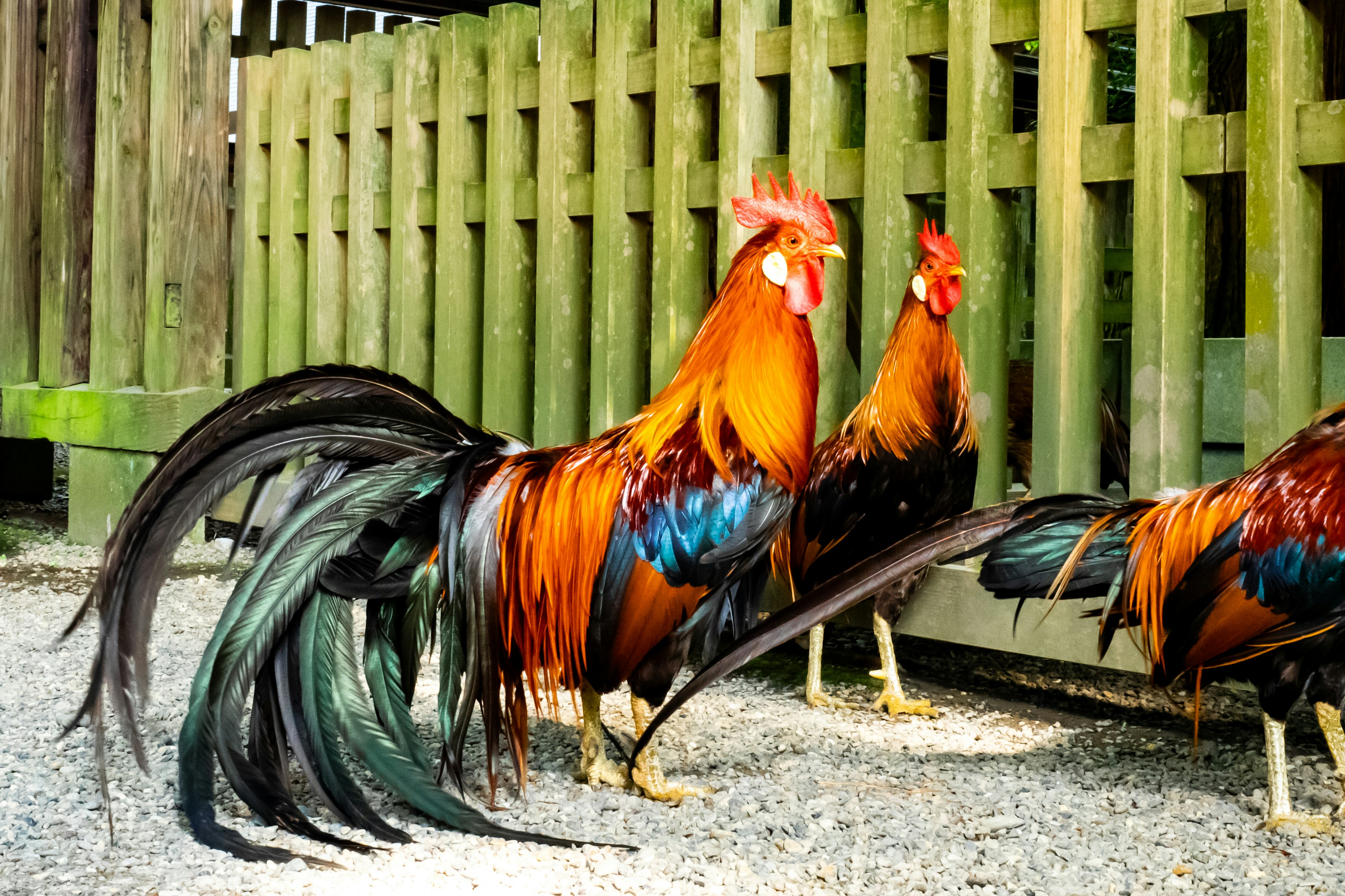 Vibrant male chickens standing in front of a wooden fence