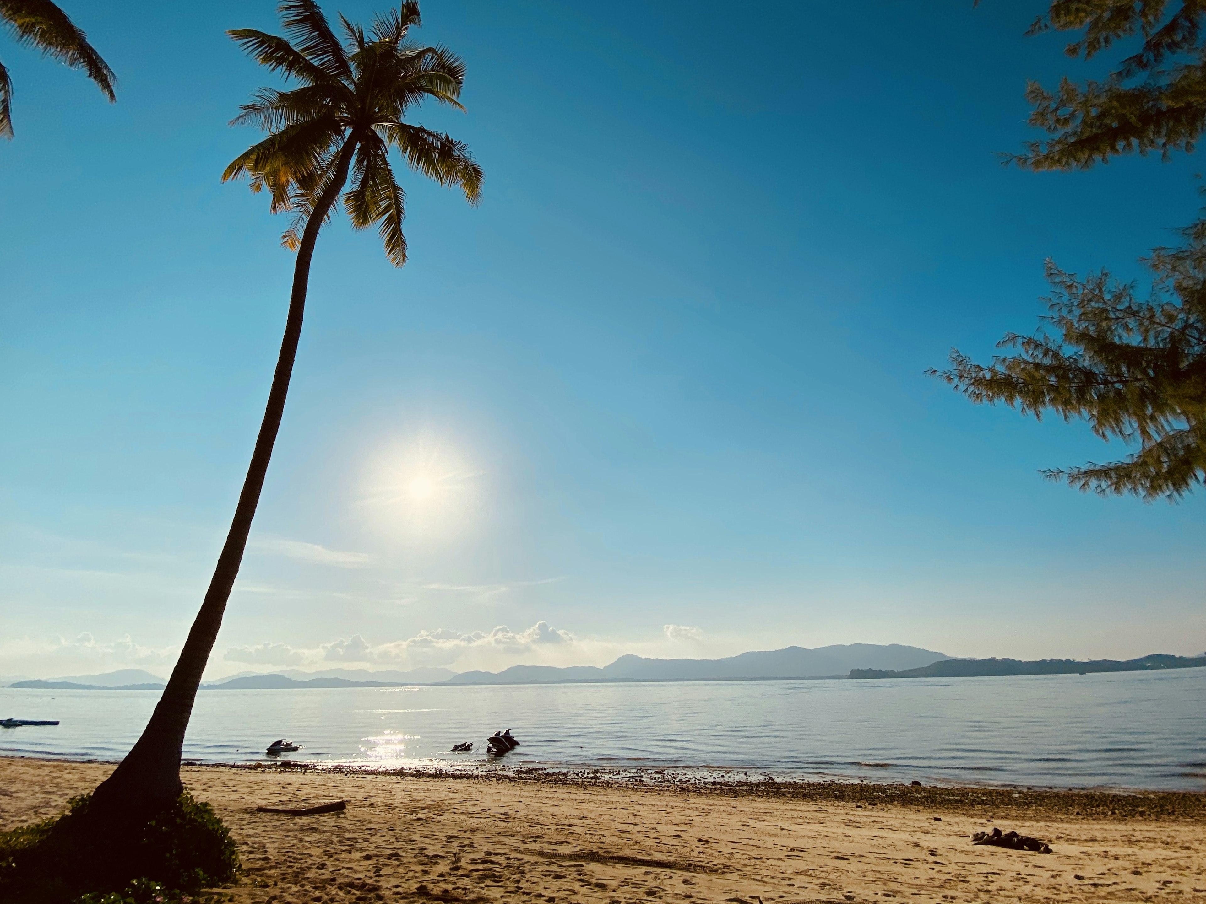 Palmera en una playa bajo un cielo azul con mar tranquilo