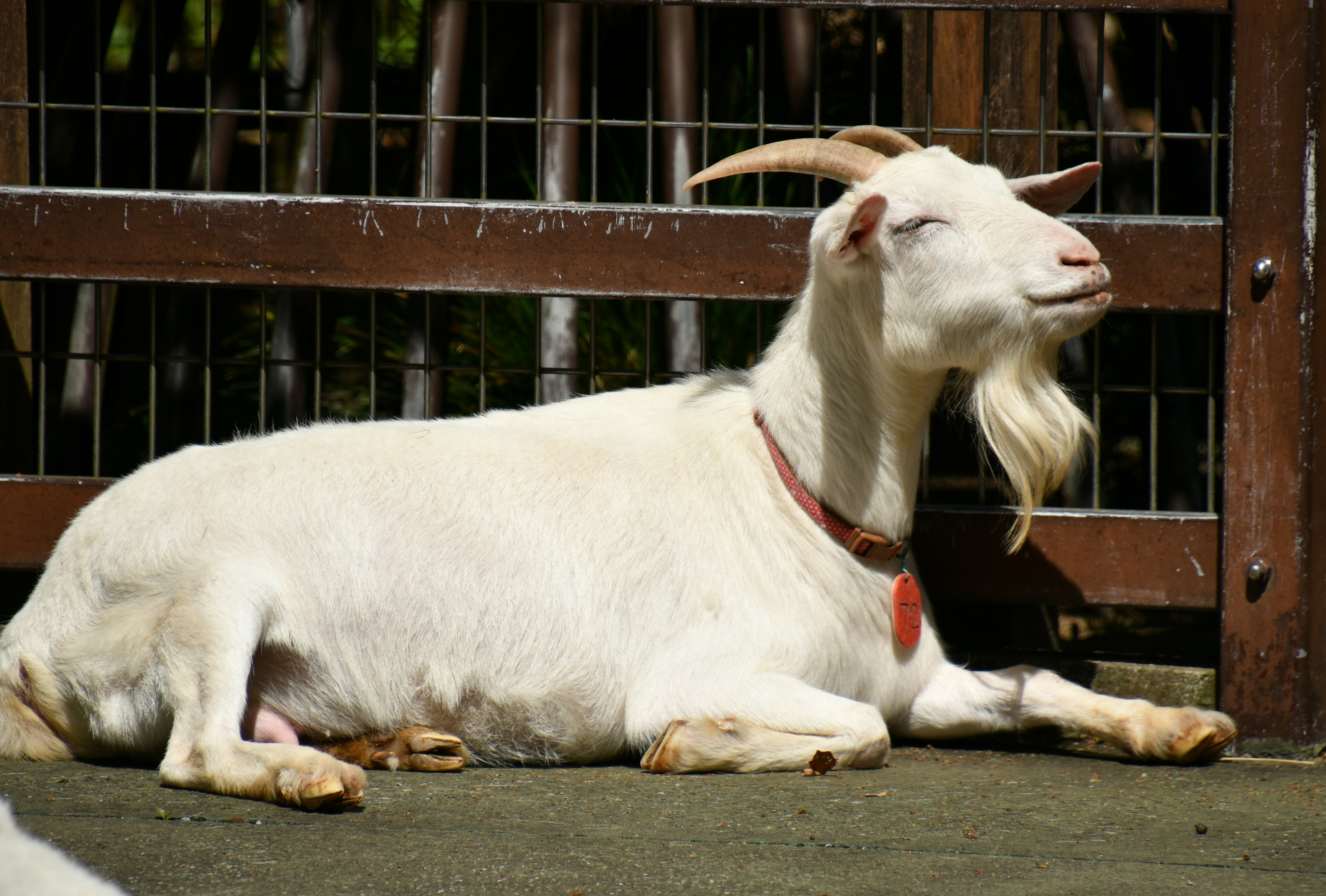 A white goat peacefully lying down with a red collar