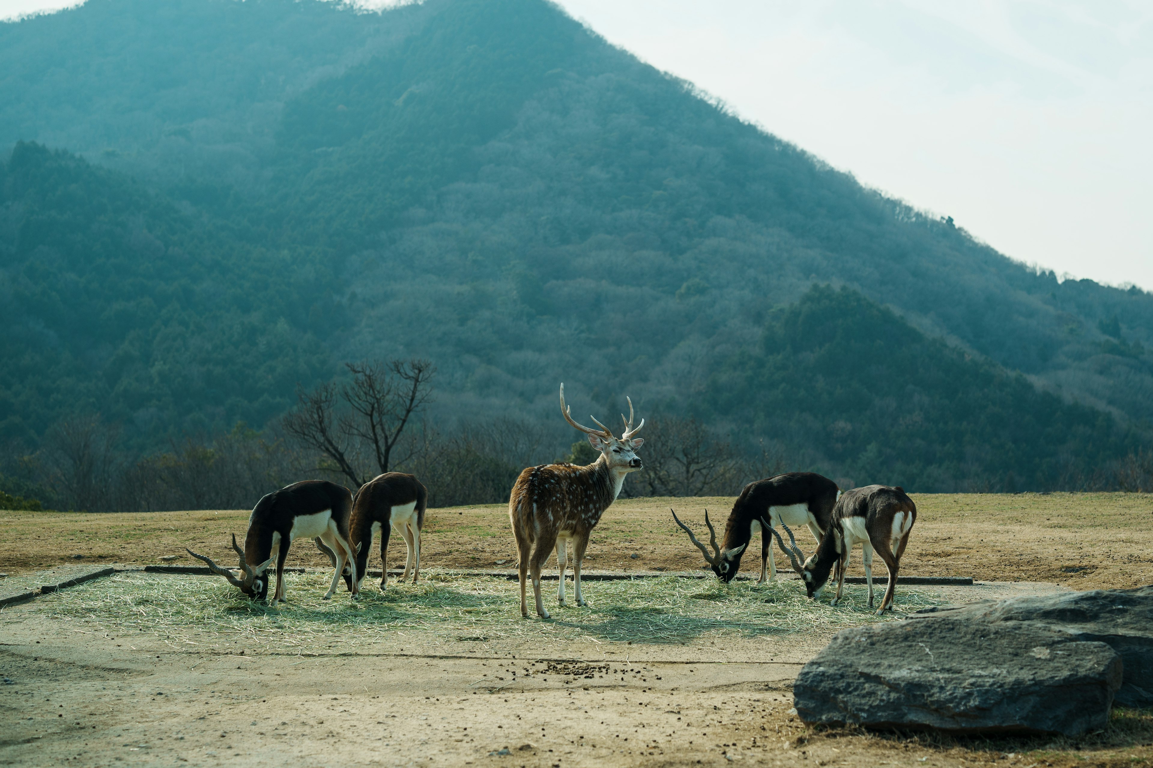 山の背景に鹿が群れで草を食べている風景